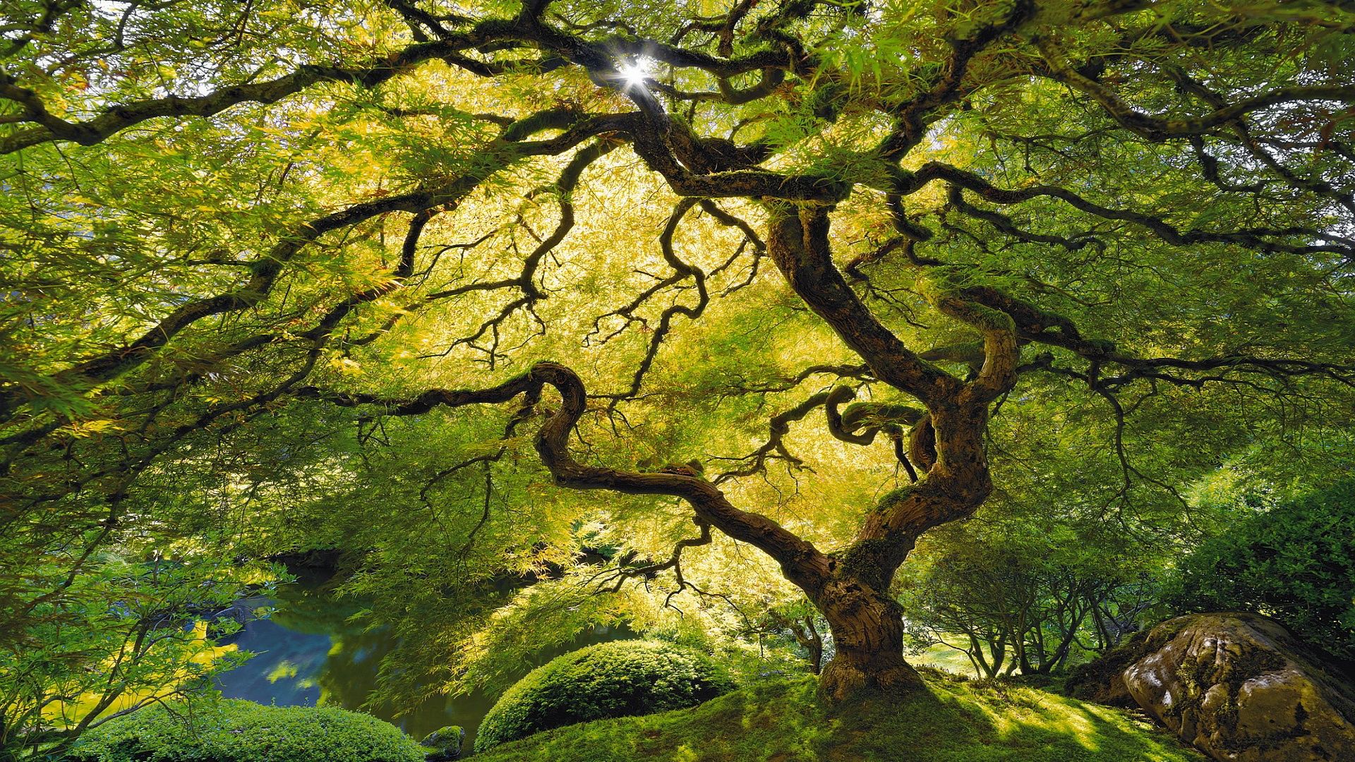 Angel Oak Tree Wallpapers