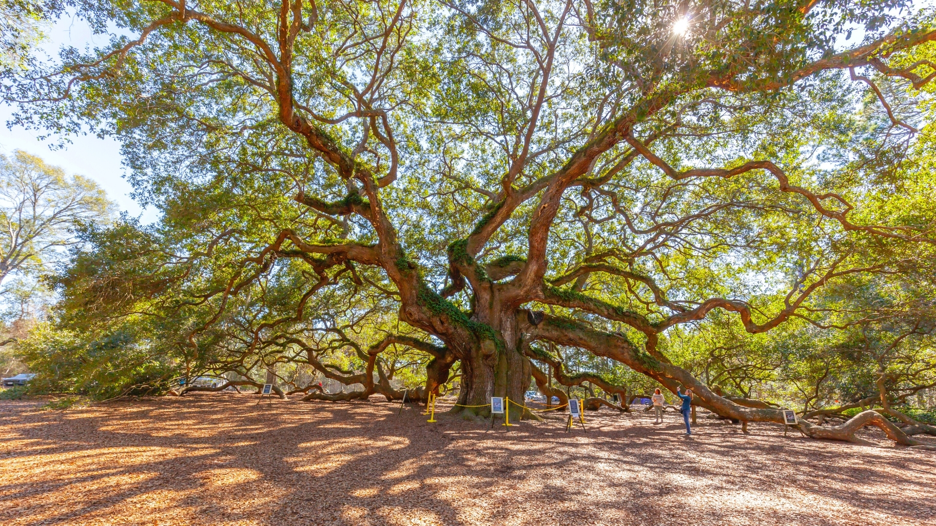 Angel Oak Tree Wallpapers