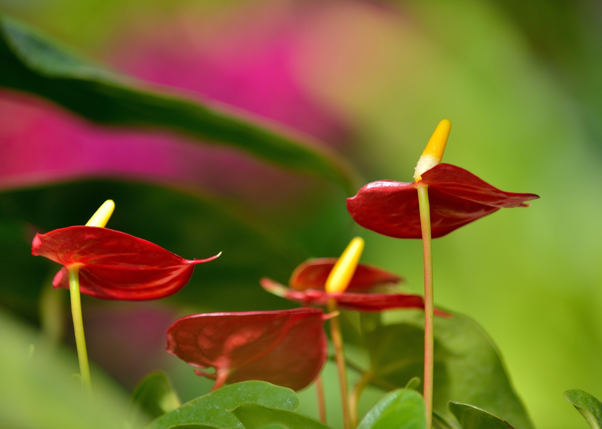 Anthurium Wallpapers