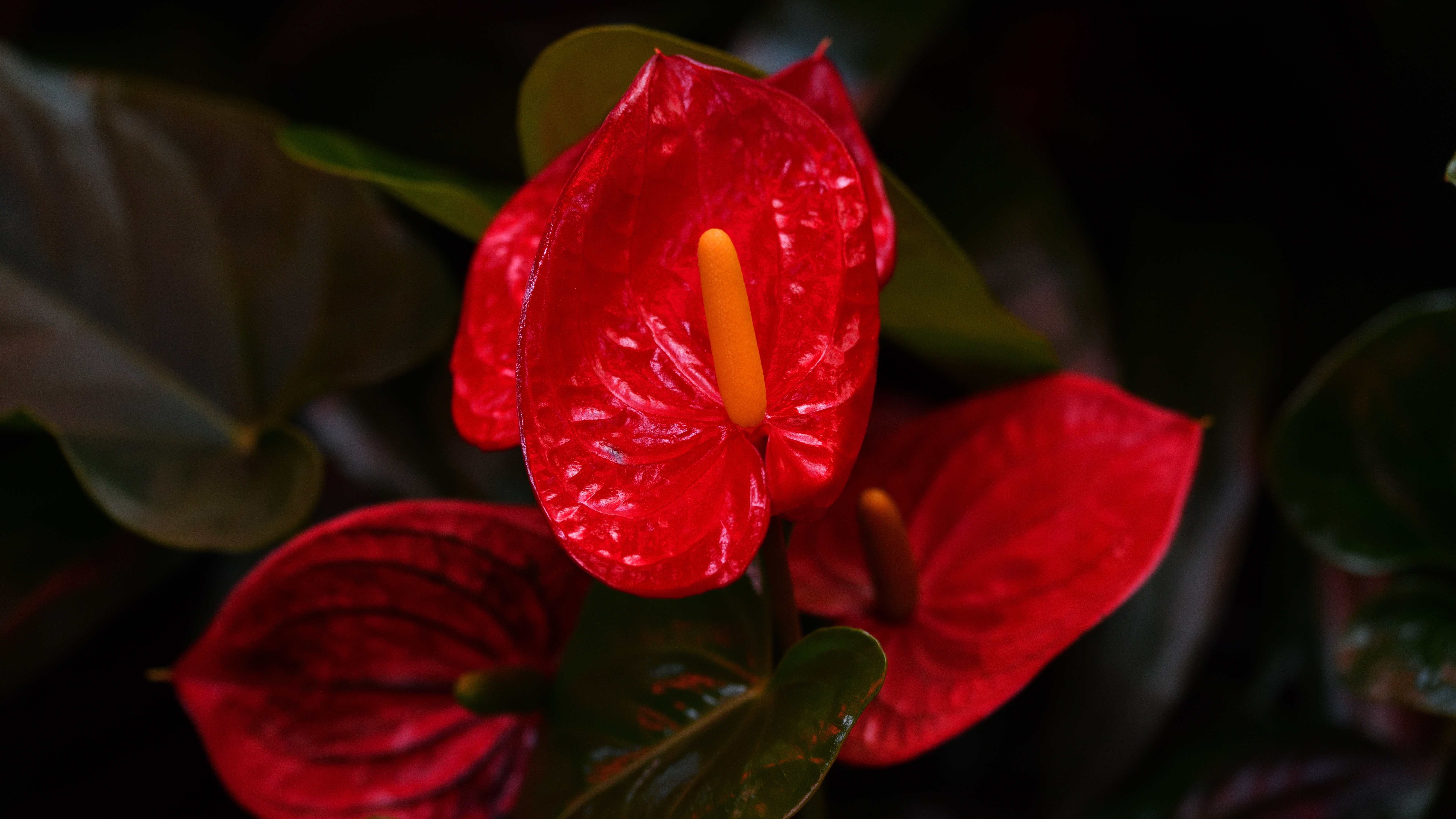 Anthurium Wallpapers