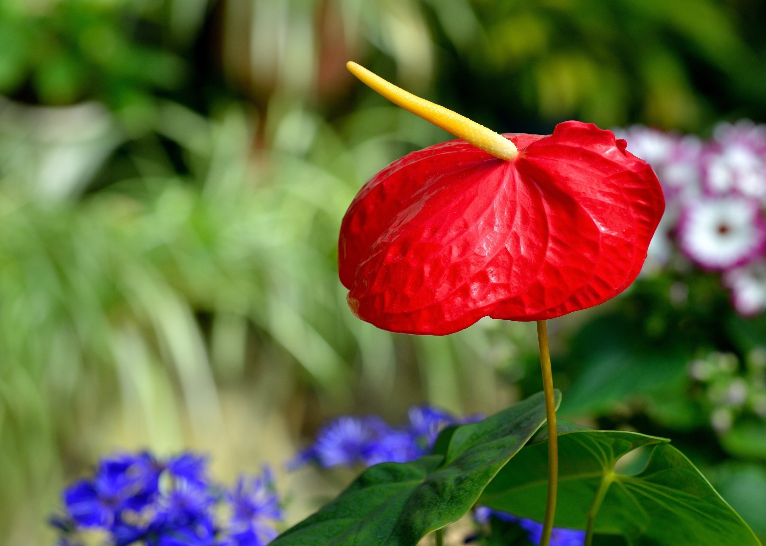 Anthurium Wallpapers