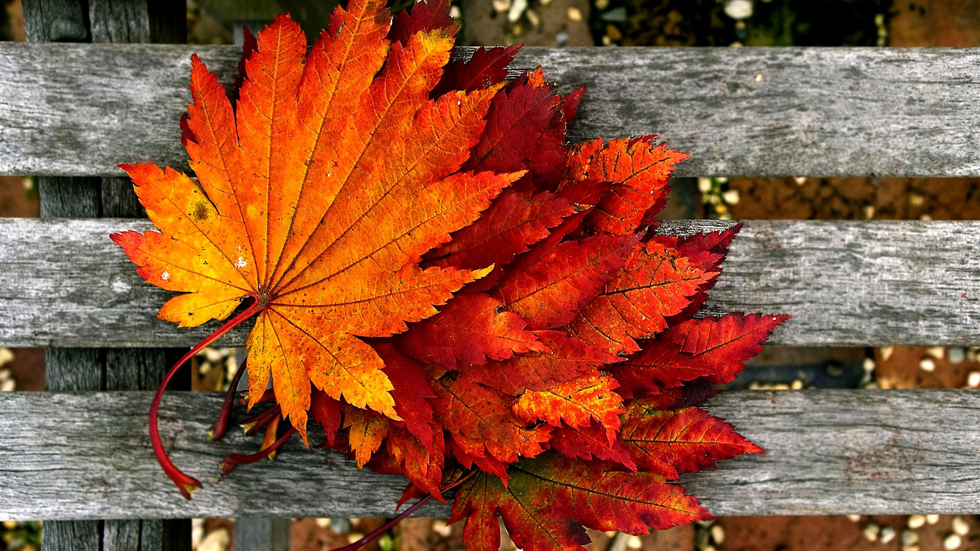 Autumn 1920X1080 Wallpapers