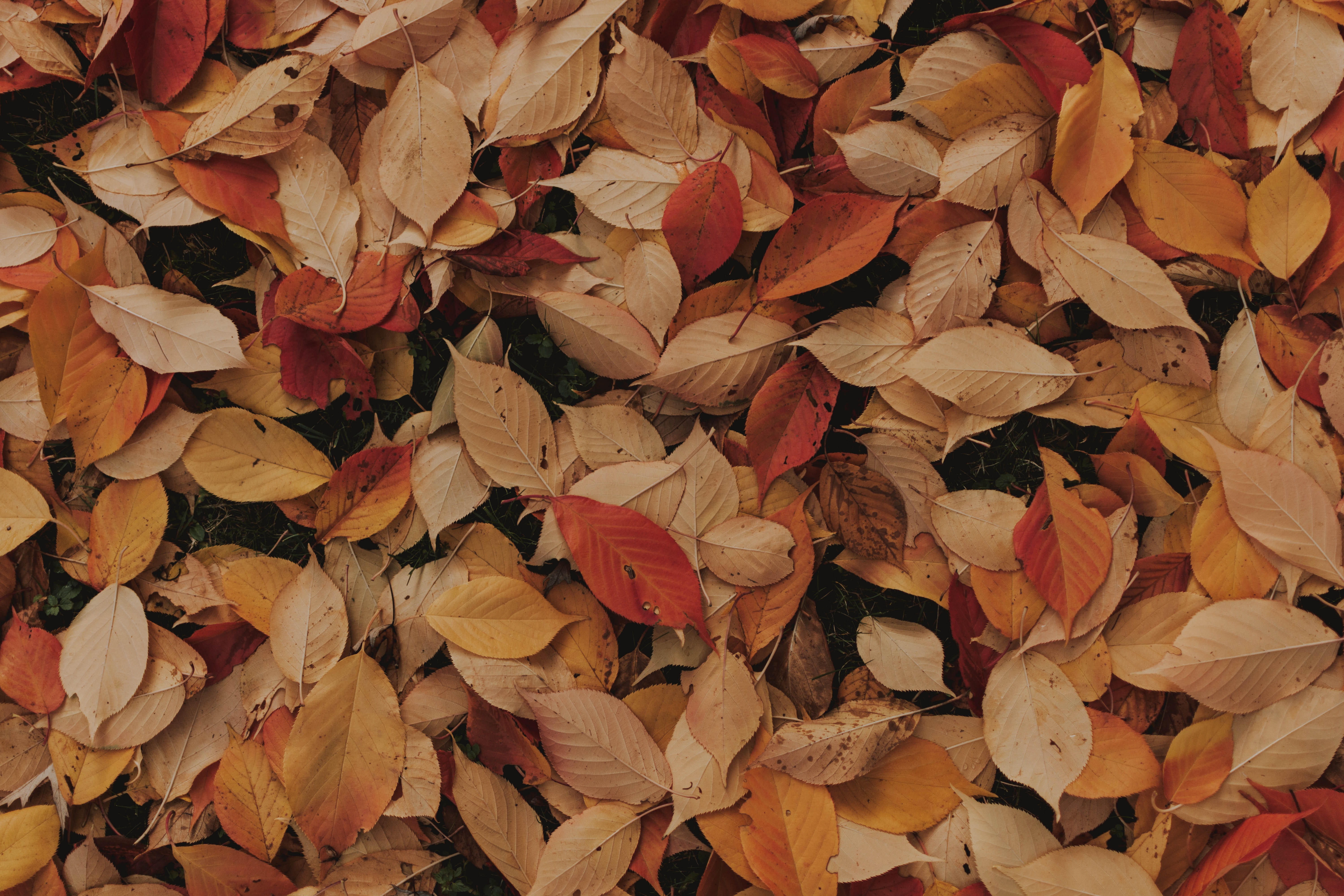 Autumn Animated Wallpapers