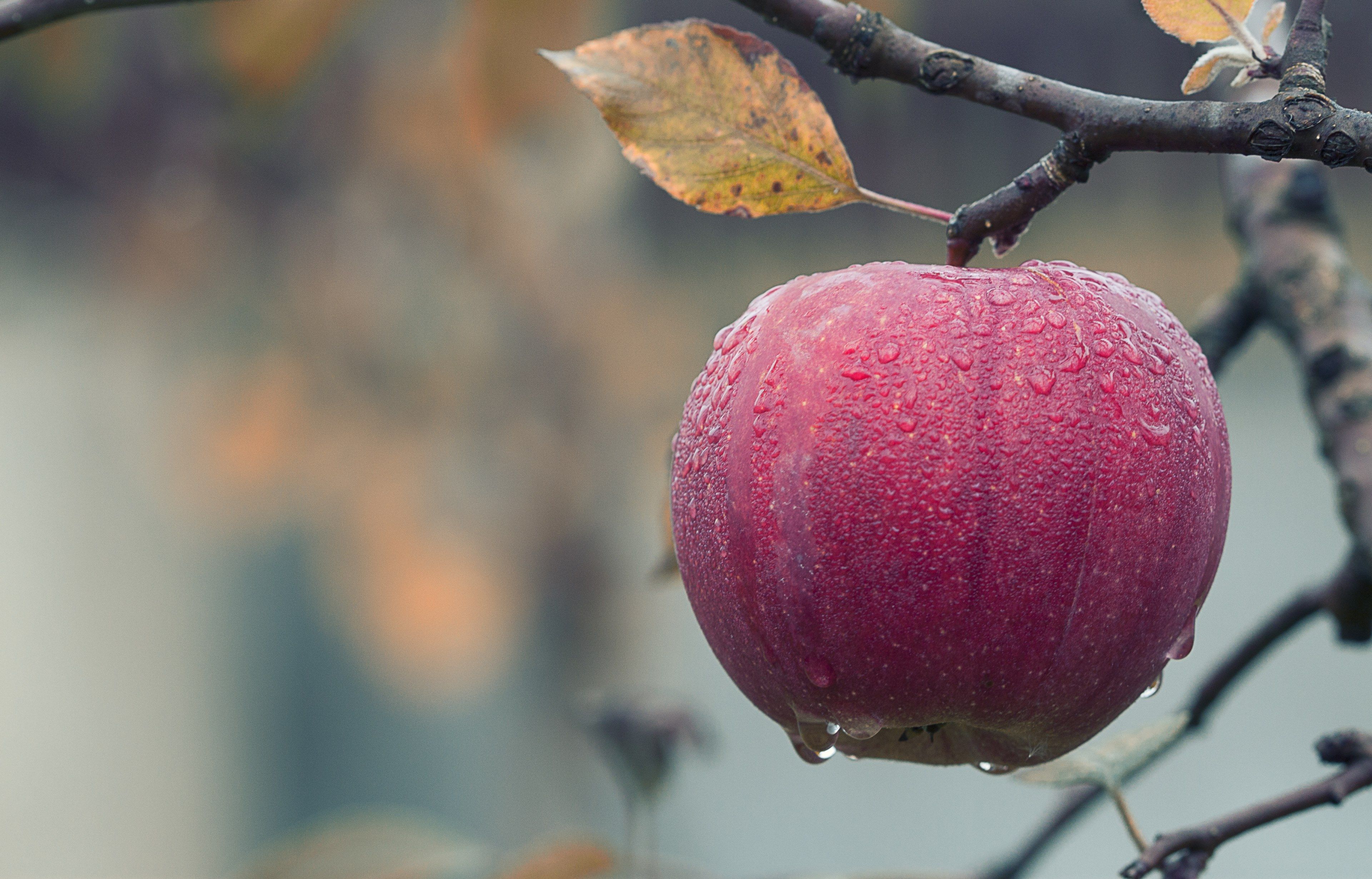 Autumn Apple Wallpapers