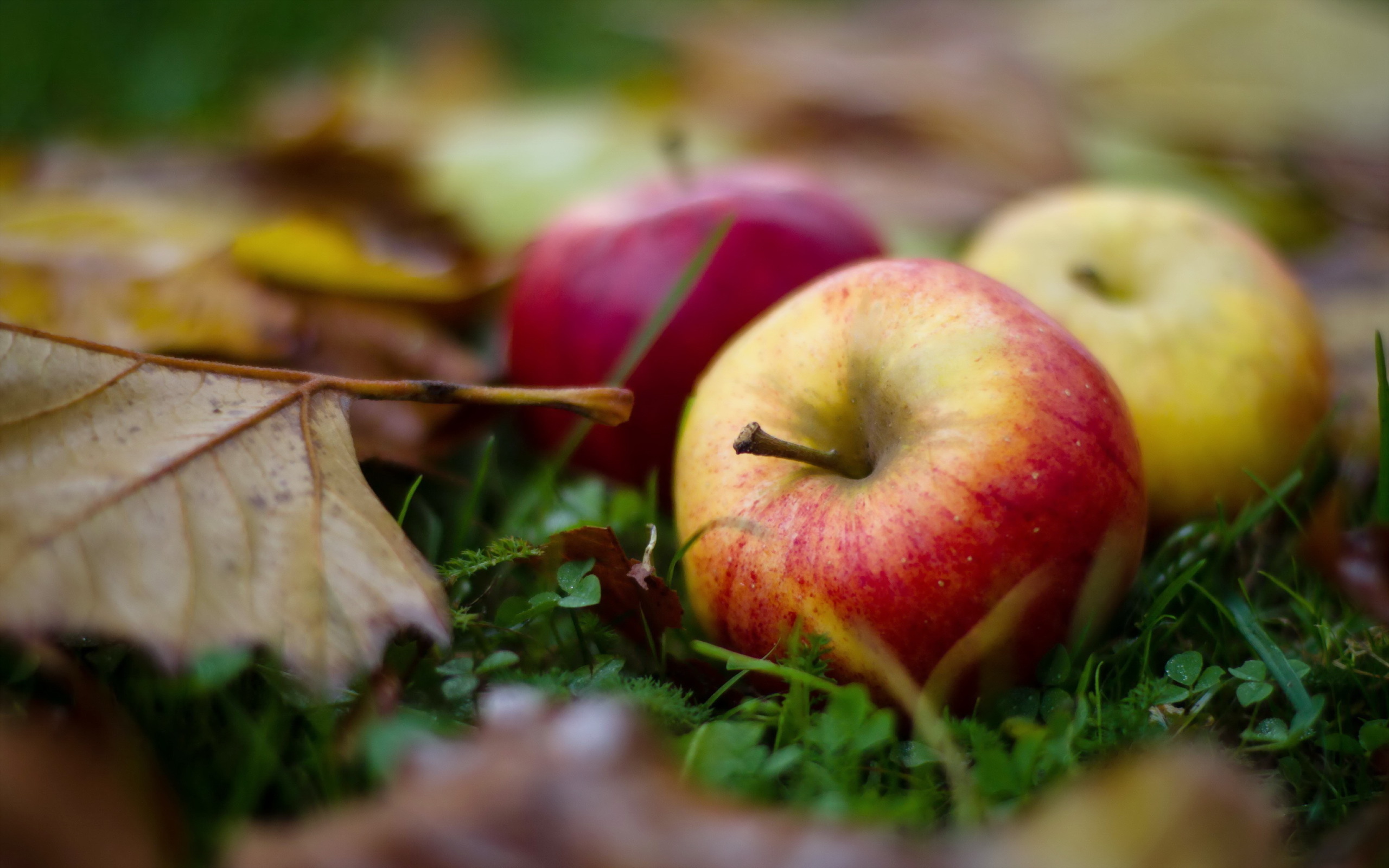 Autumn Apples Wallpapers