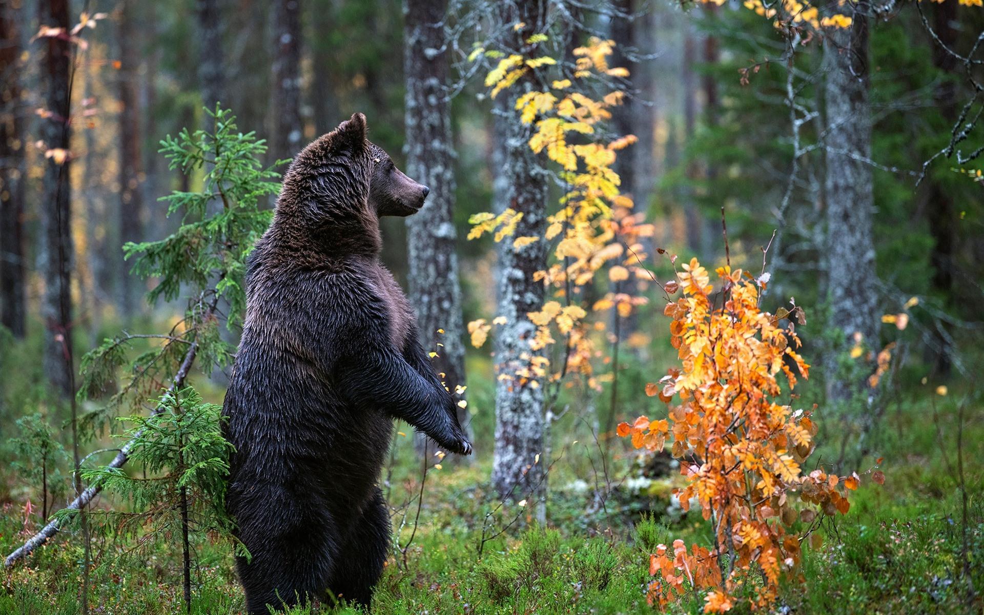 Autumn Bear Wallpapers