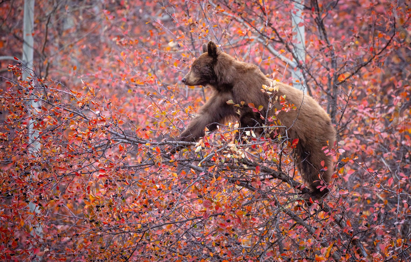 Autumn Bear Wallpapers