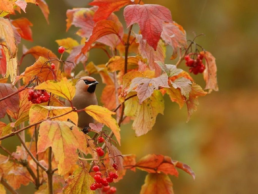 Autumn Birds Wallpapers