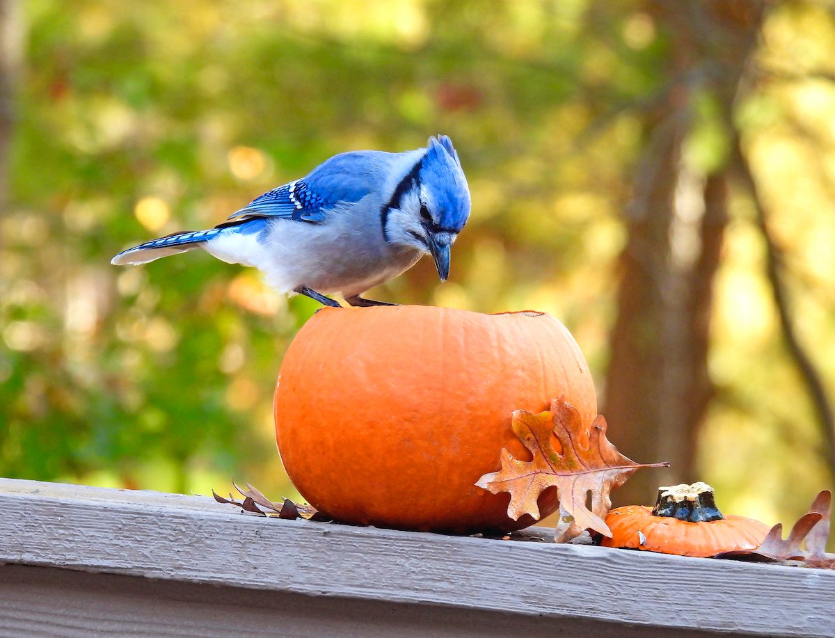 Autumn Birds Wallpapers