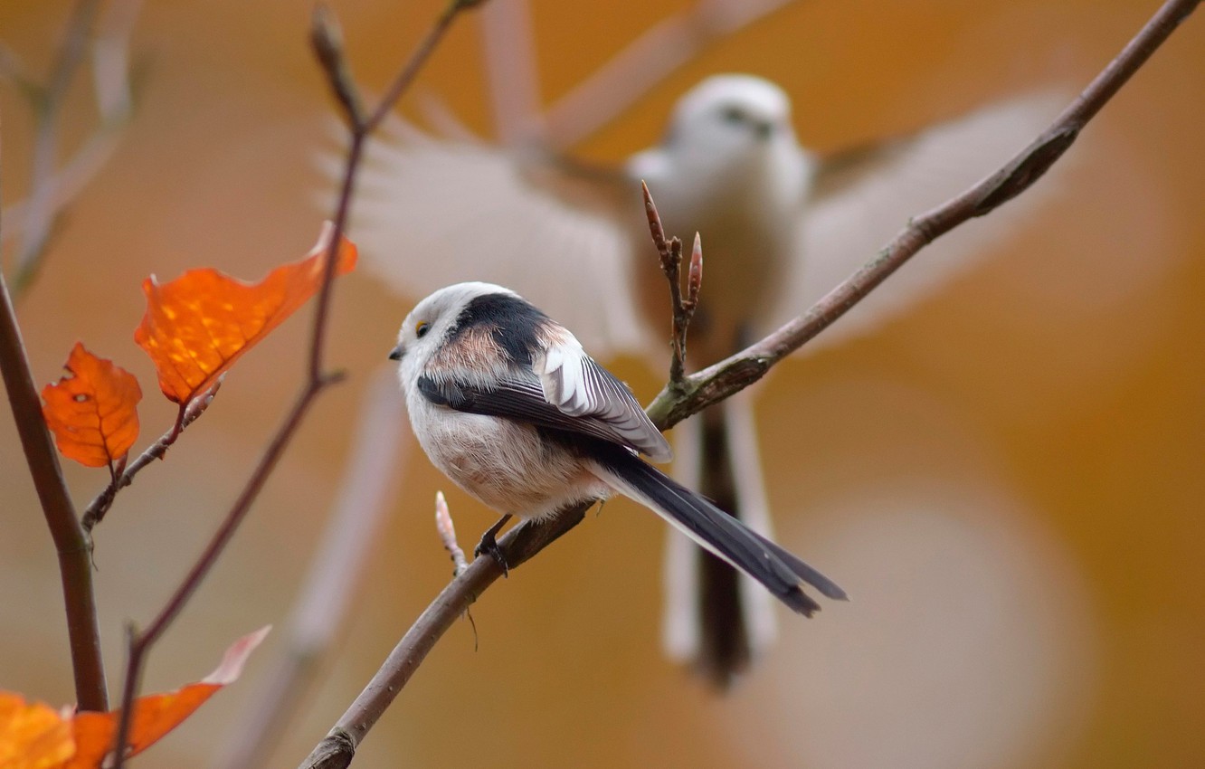 Autumn Birds Wallpapers