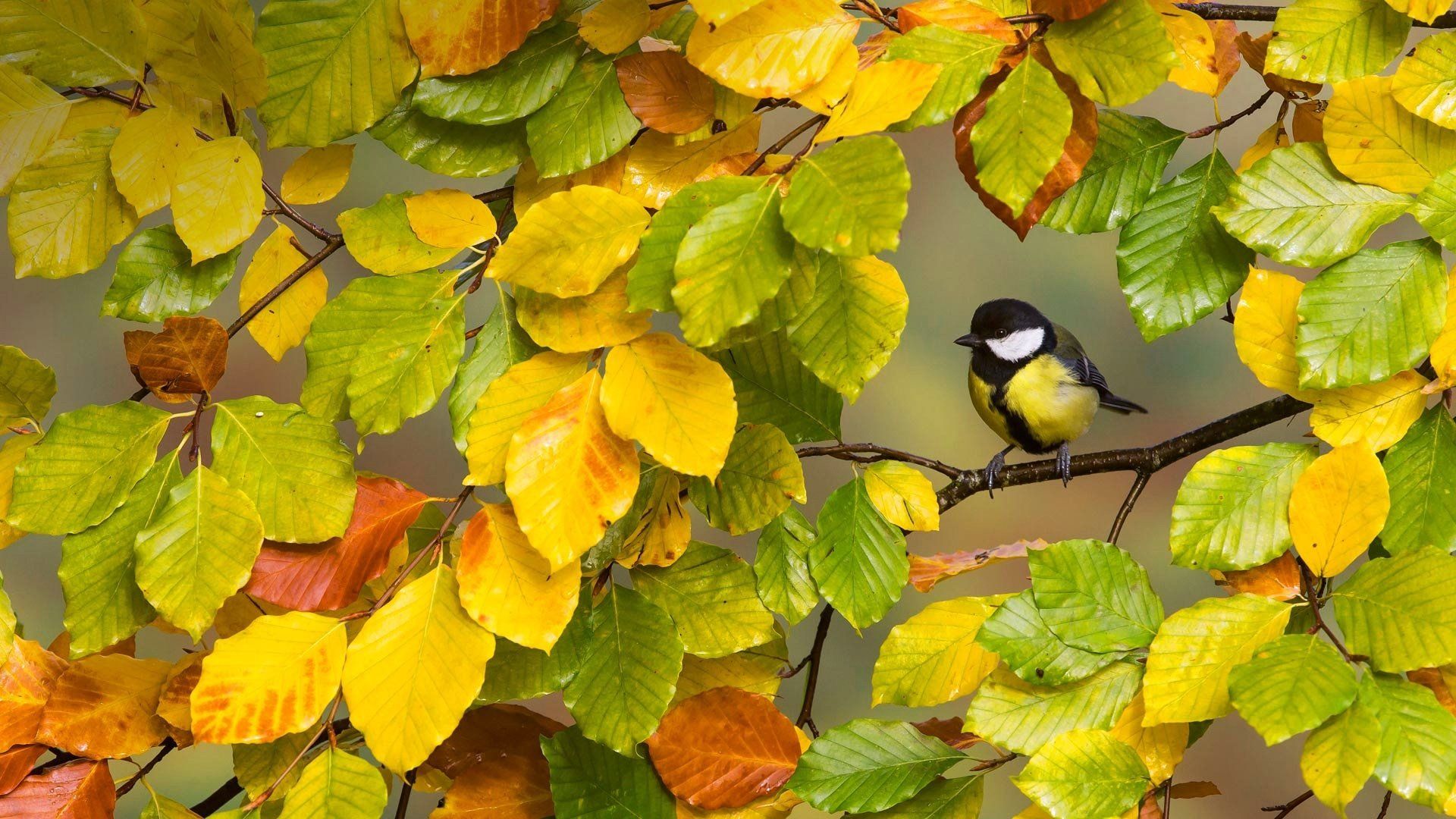 Autumn Birds Wallpapers