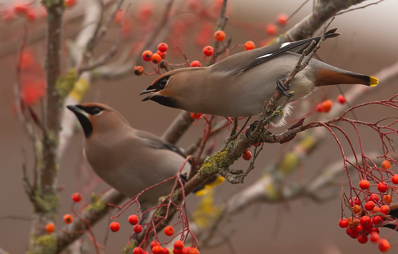 Autumn Birds Wallpapers