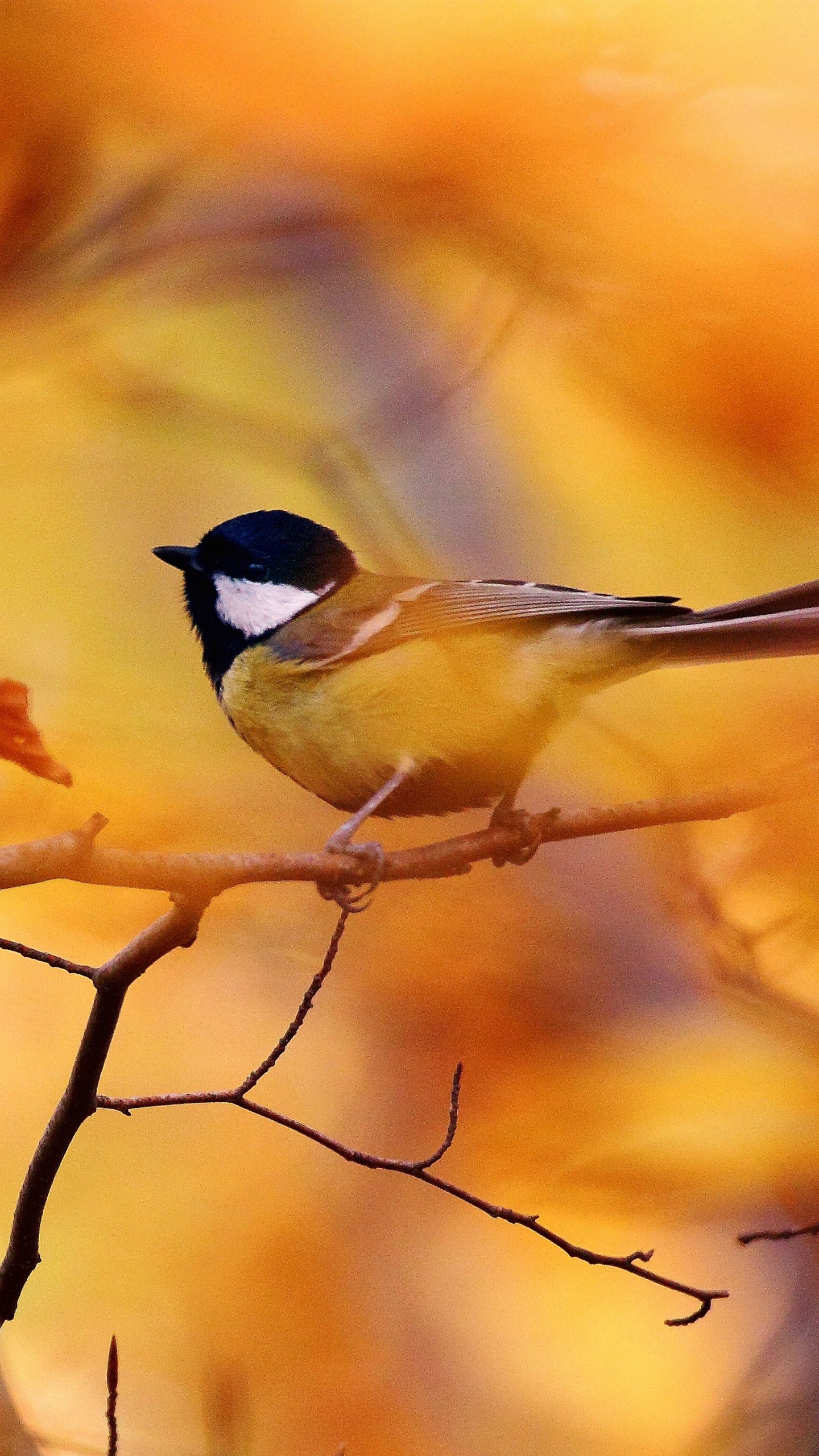 Autumn Birds Wallpapers