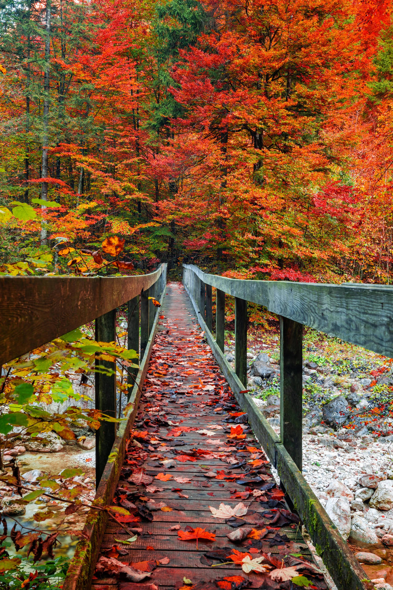 Autumn Bridge Wallpapers