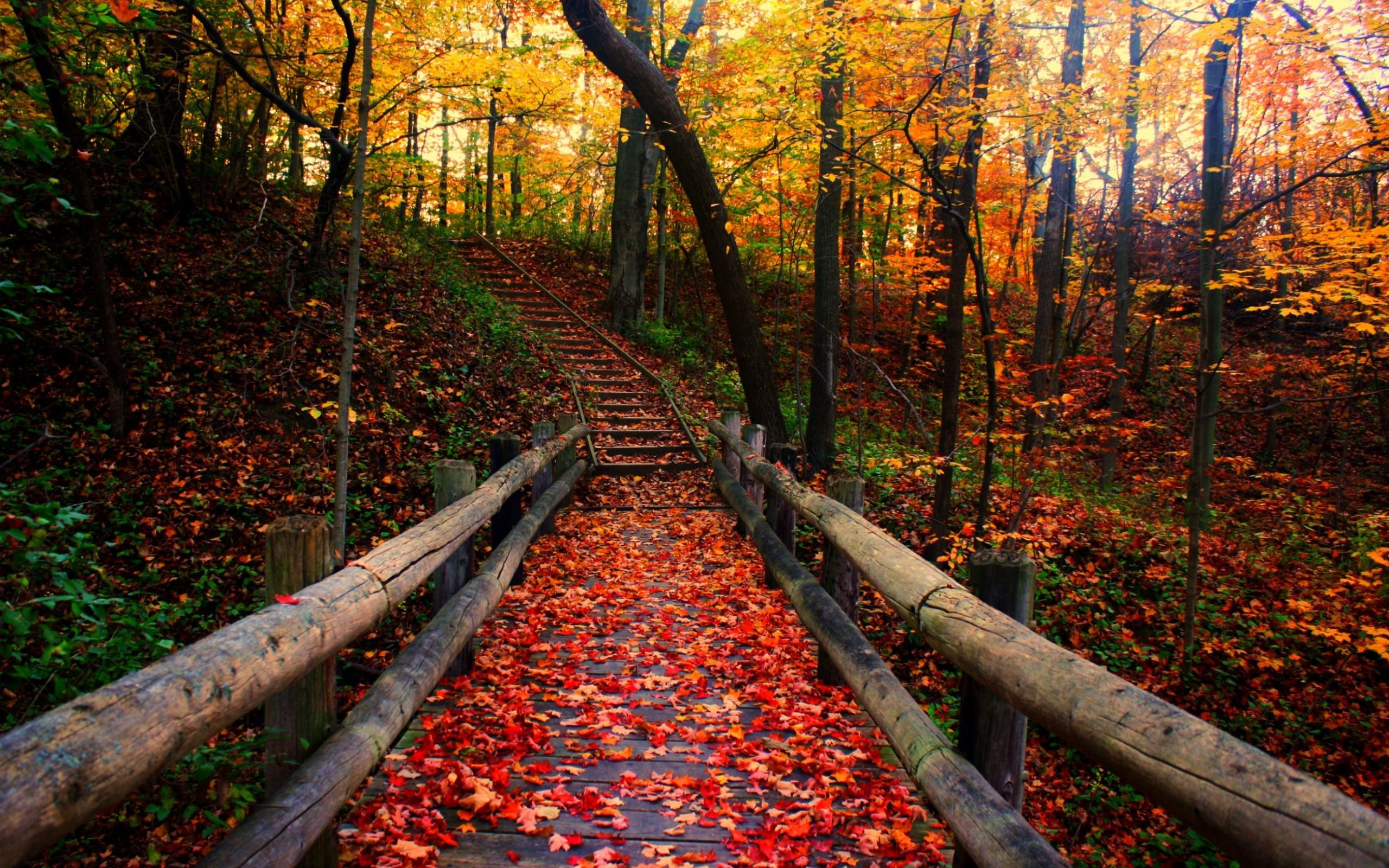 Autumn Bridge Wallpapers