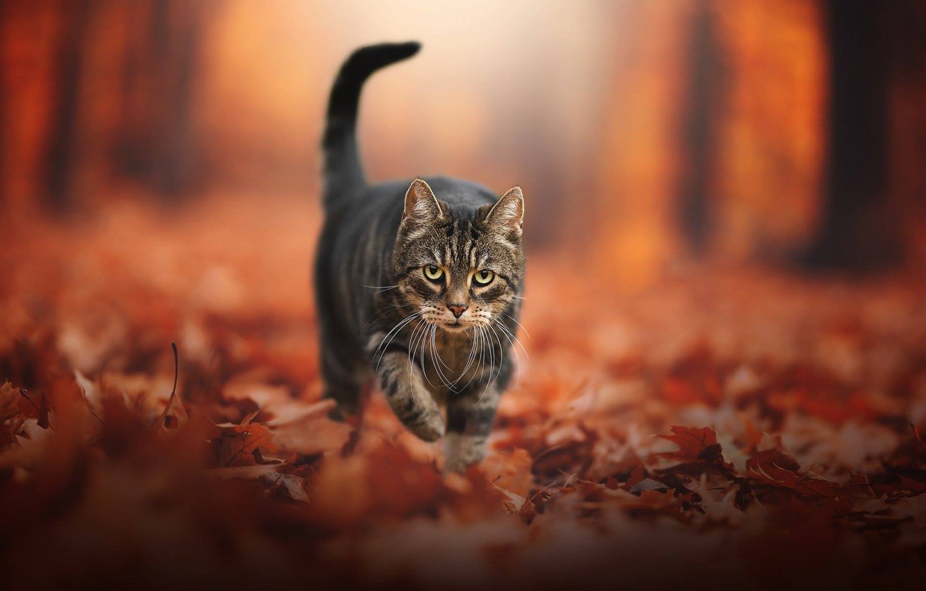 Autumn Cat Wallpapers