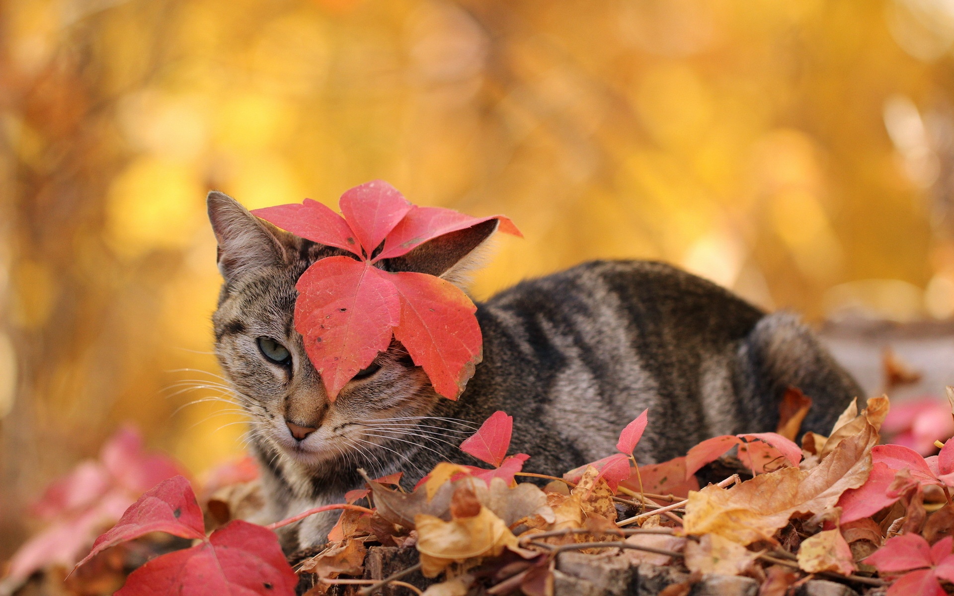 Autumn Cat Wallpapers