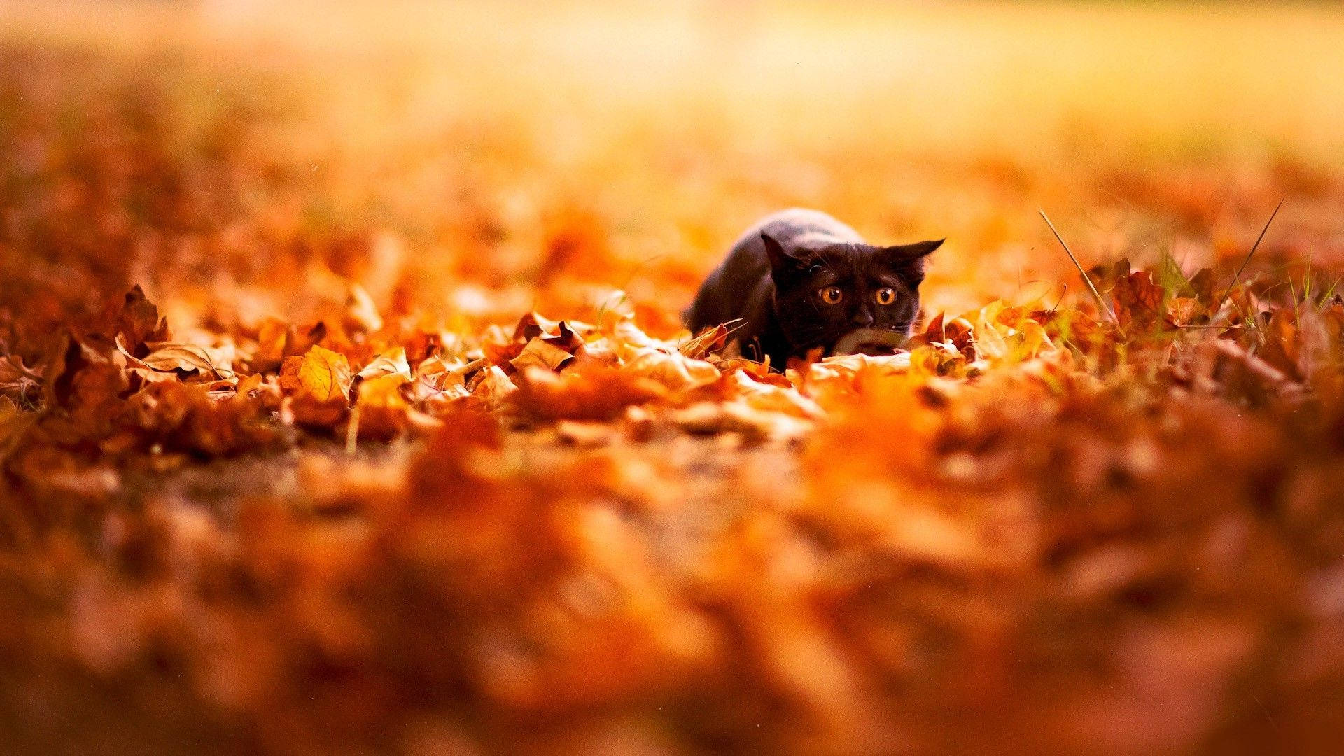 Autumn Cat Wallpapers