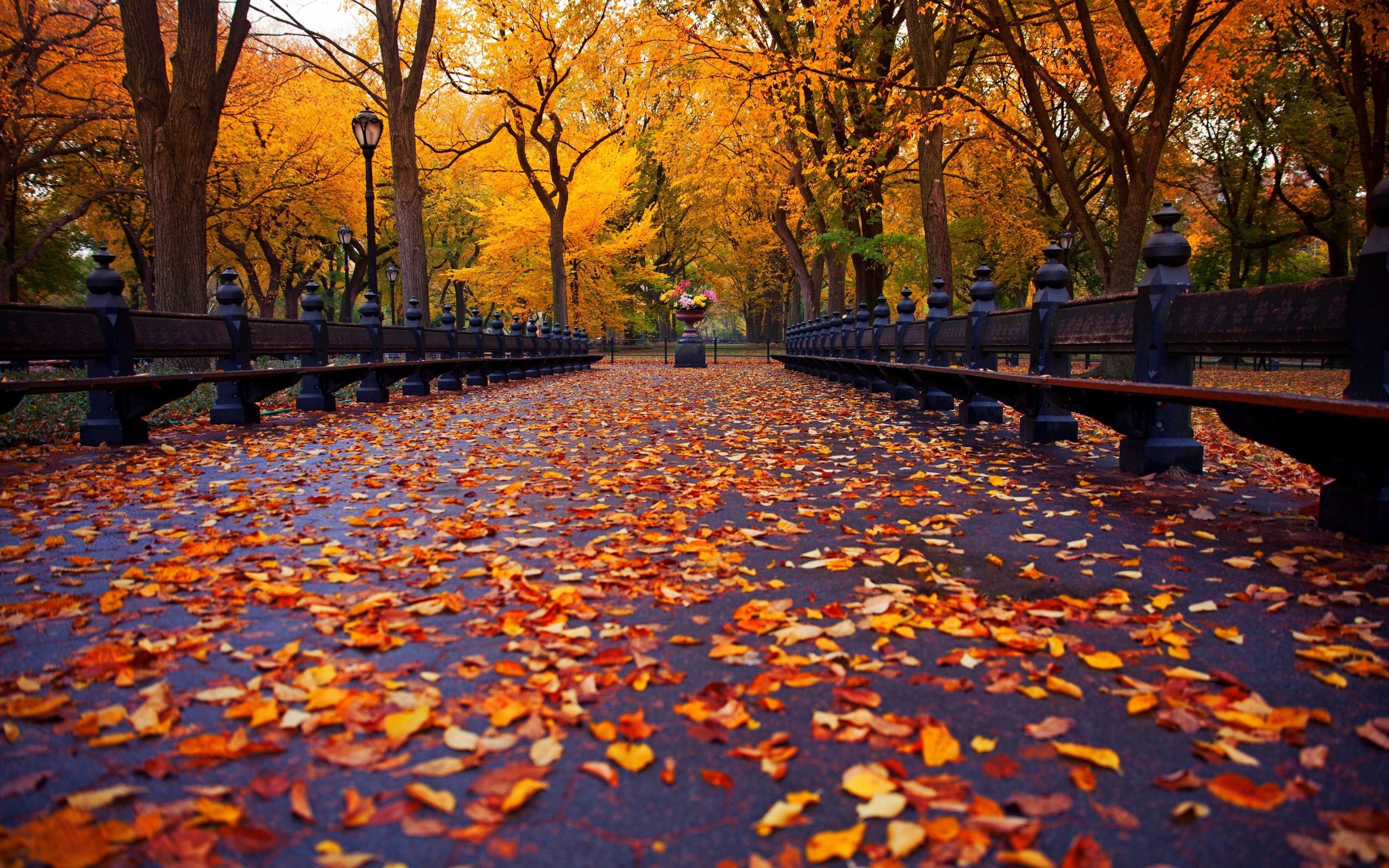 Autumn Central Park New York Wallpapers