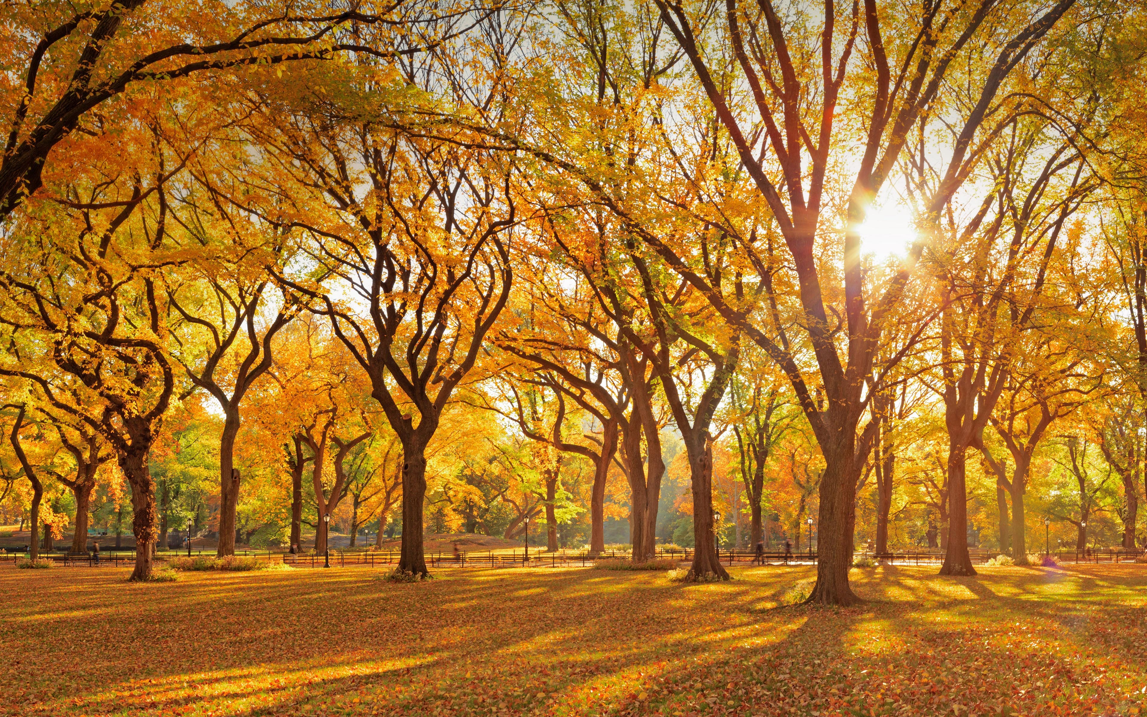 Autumn Central Park New York Wallpapers