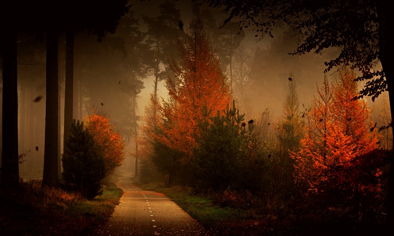 Autumn Fall Night Wallpapers