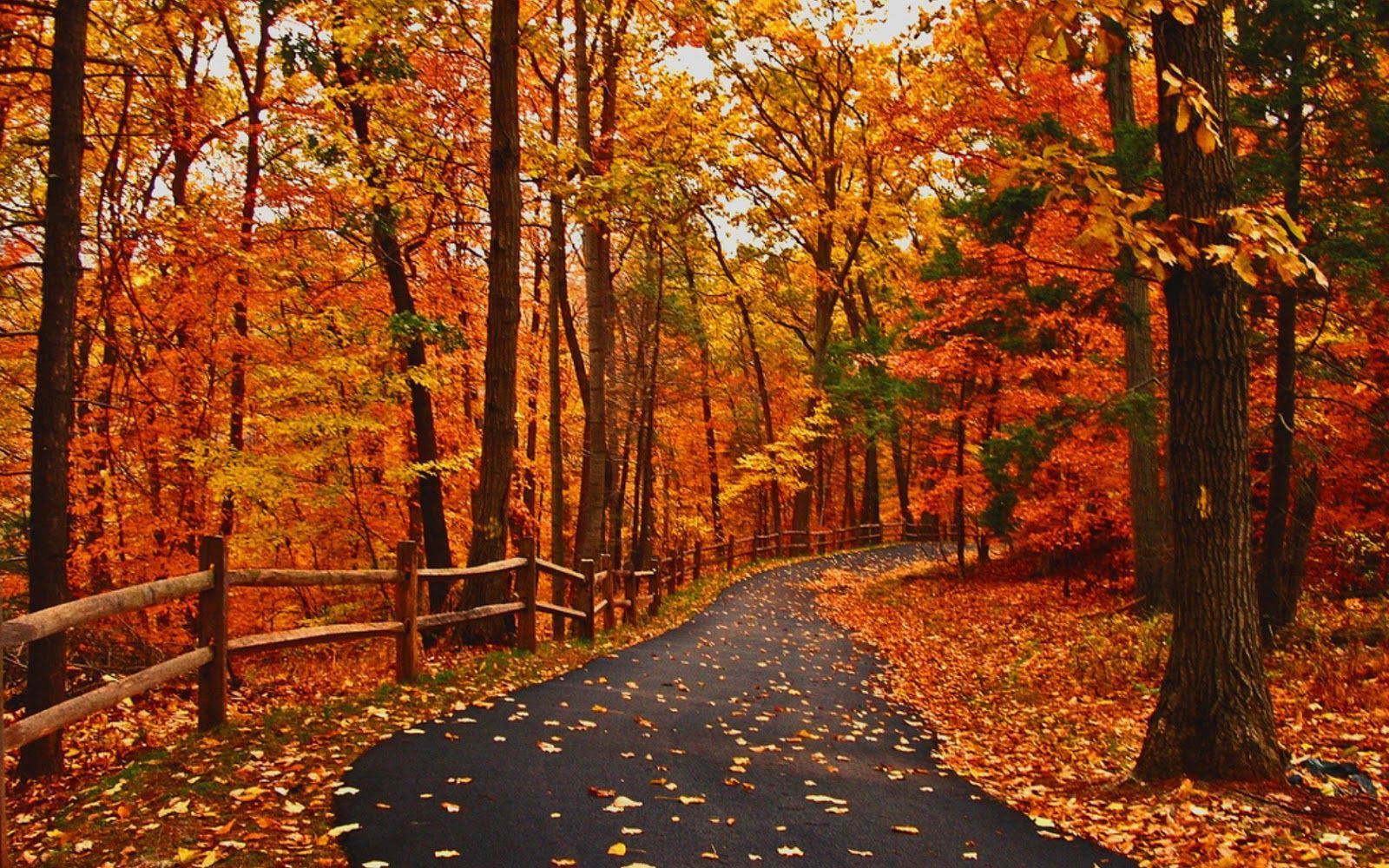 Autumn Fall Road Wallpapers