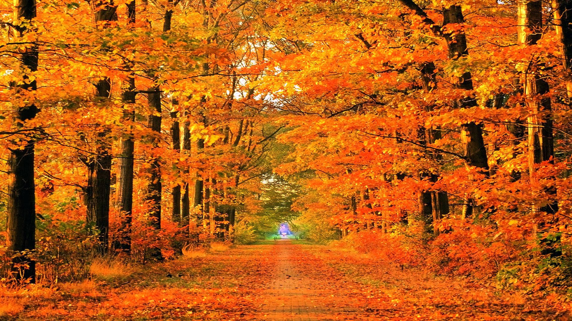 Autumn Fall Road Wallpapers