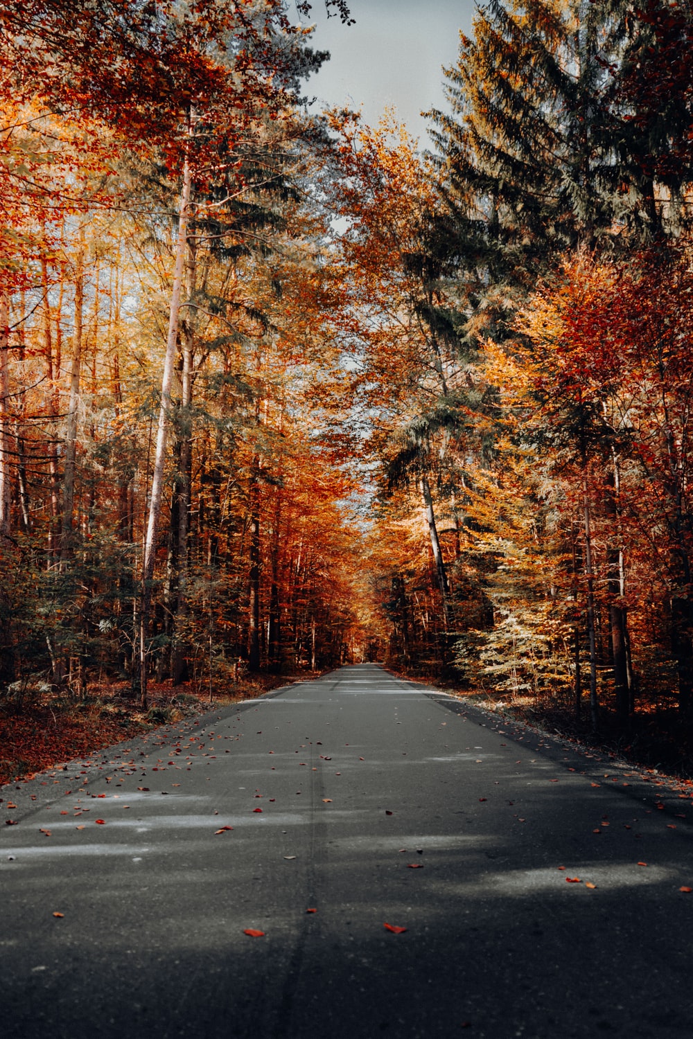 Autumn Fall Road Wallpapers