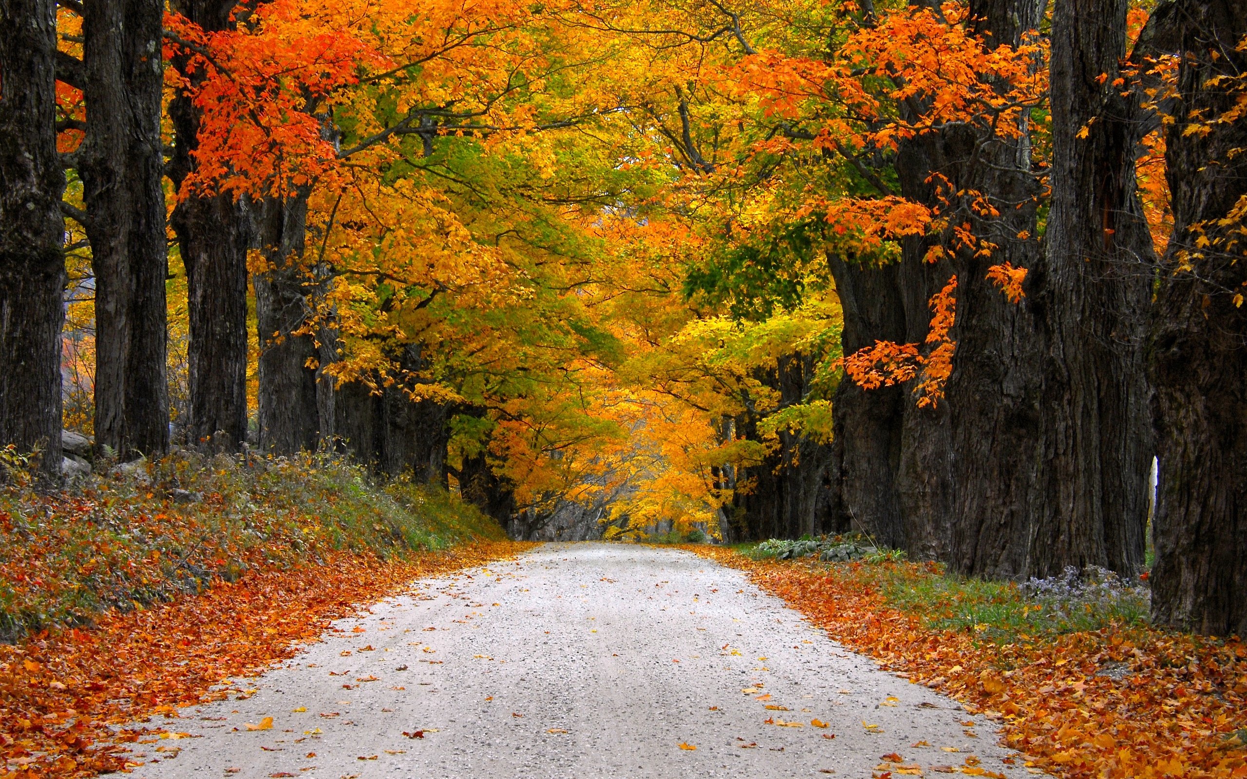 Autumn Fall Road Wallpapers