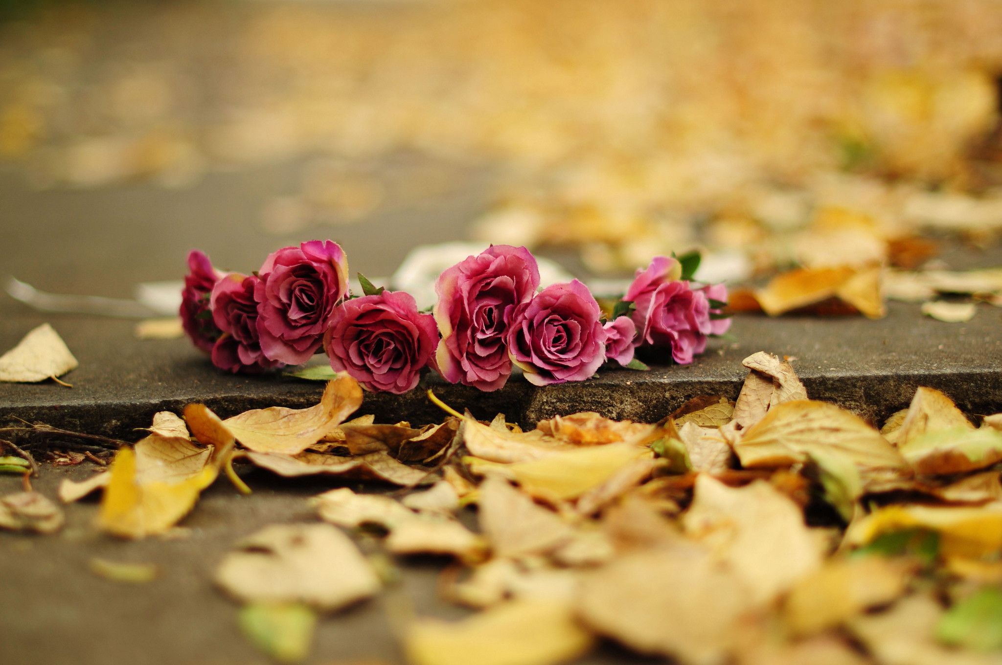 Autumn Floral Wallpapers