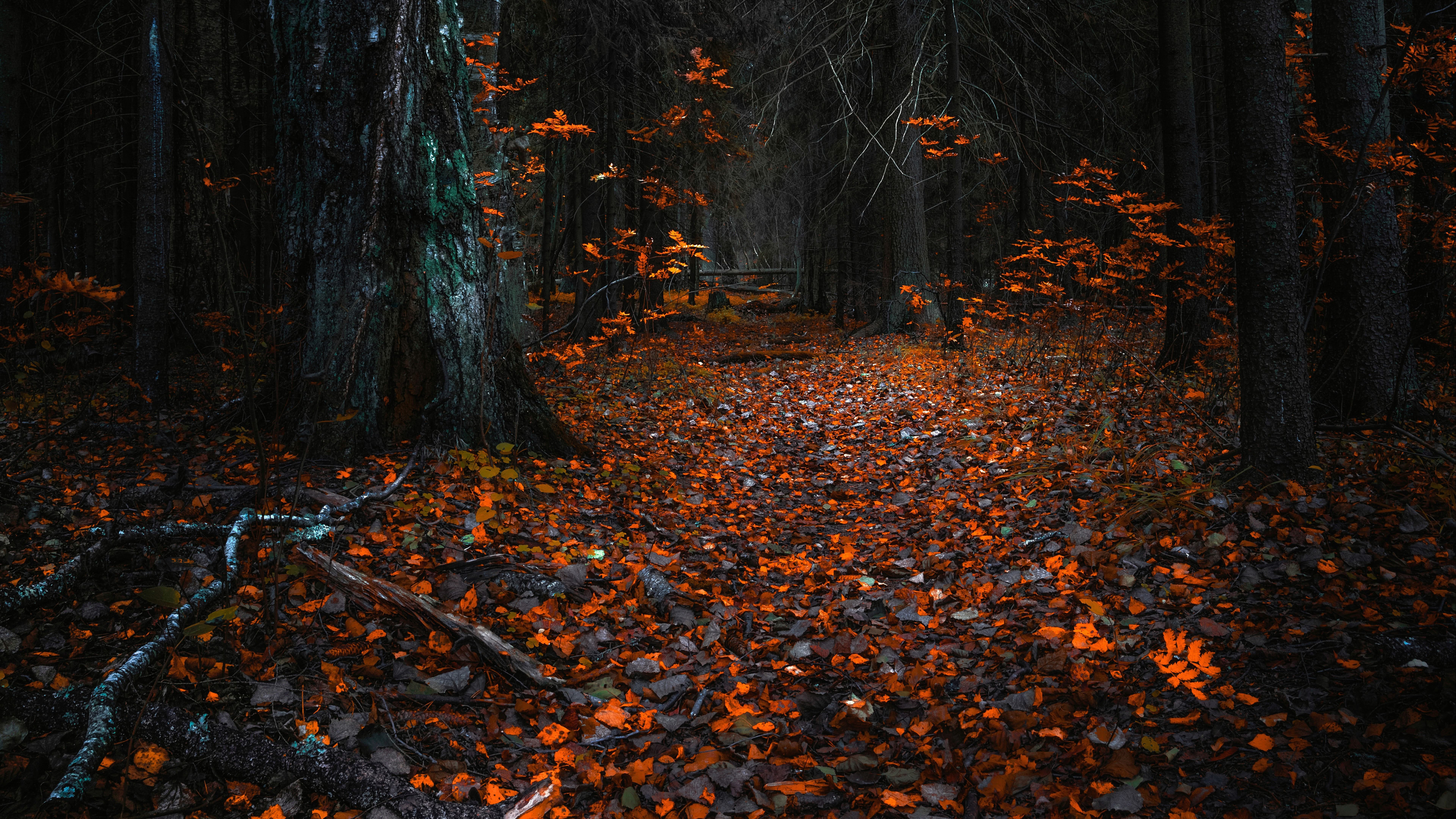 Autumn Forest Wallpapers