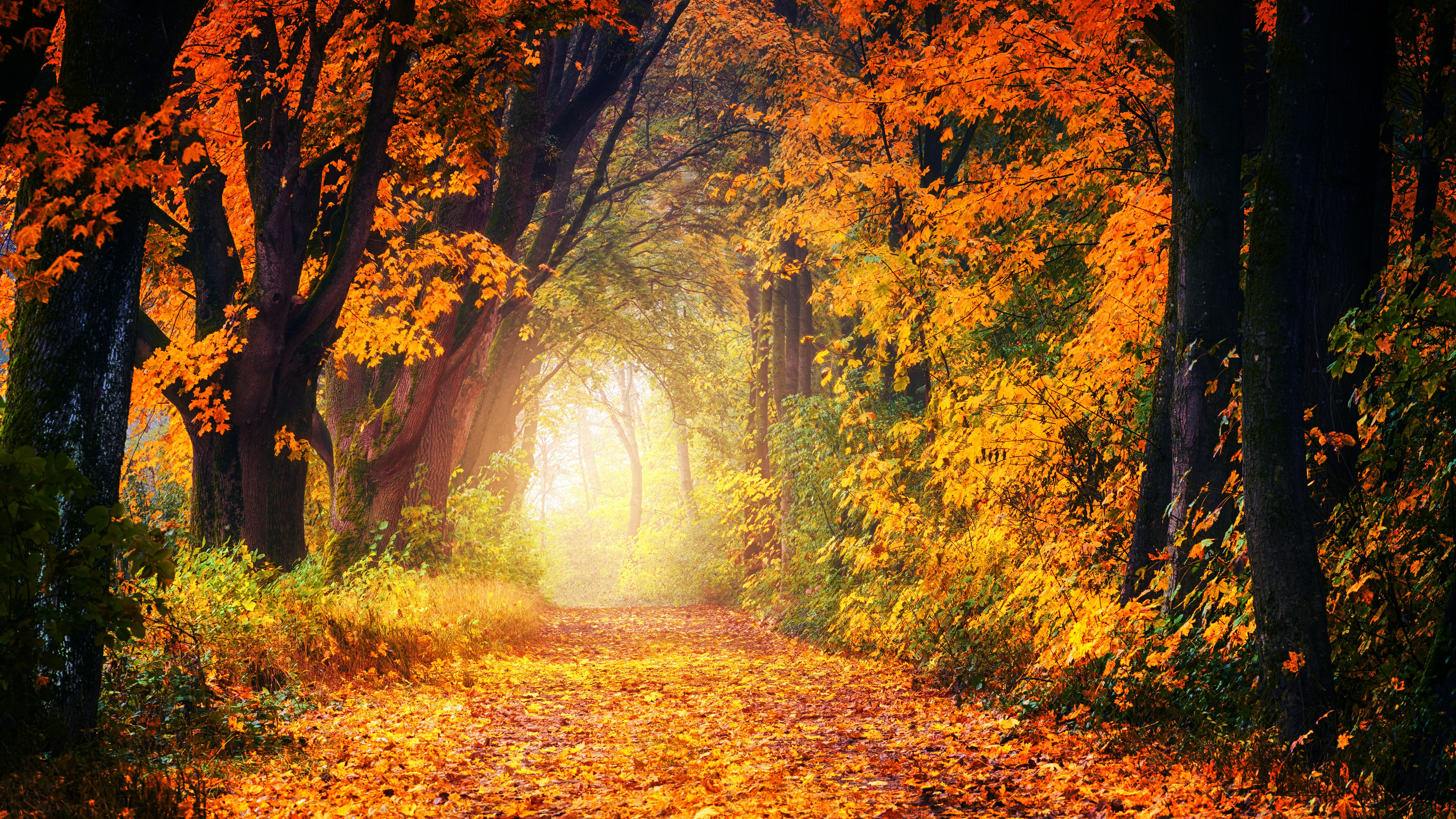 Autumn Forest Path Hd Wallpapers