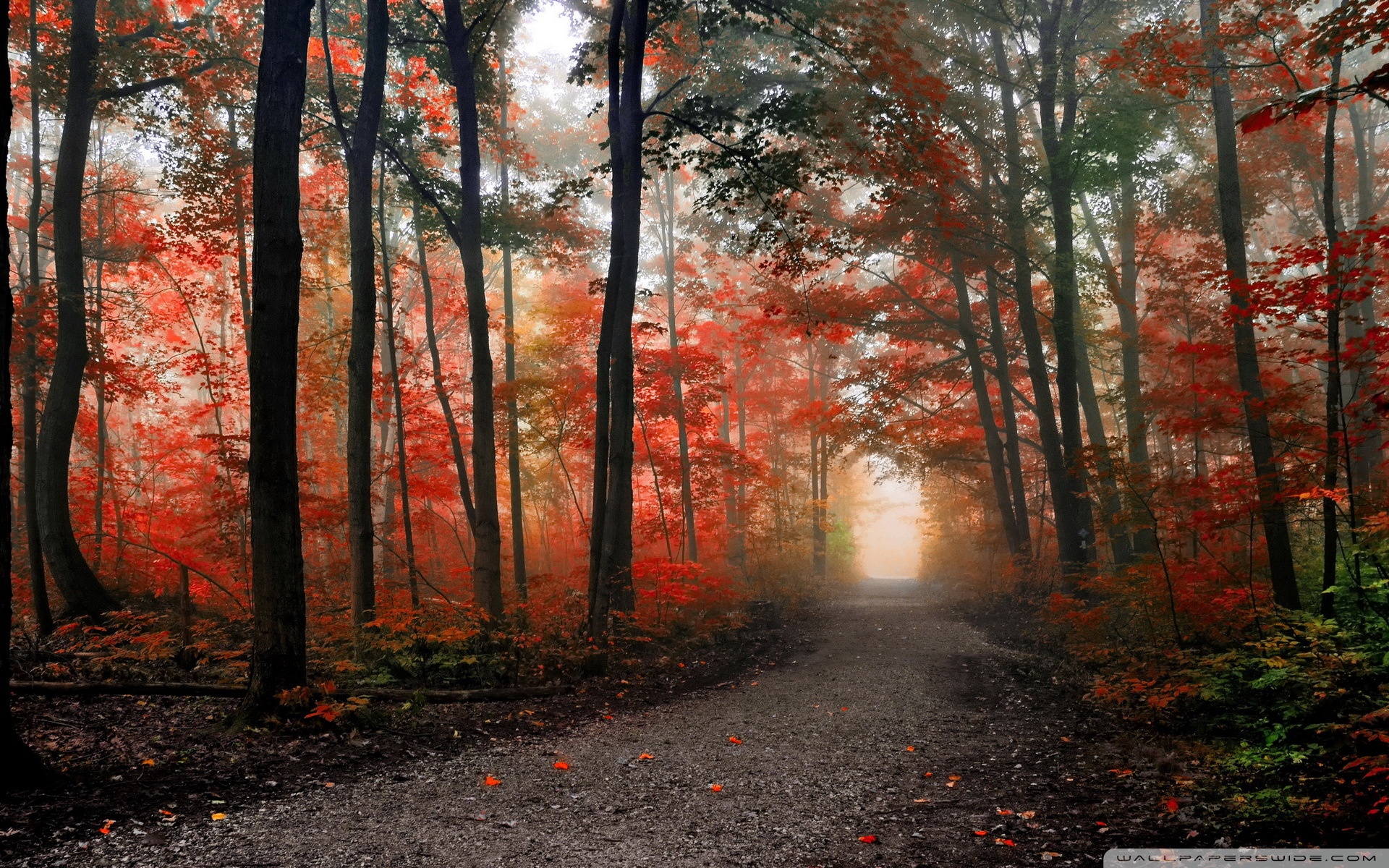 Autumn Forest Path Hd Wallpapers