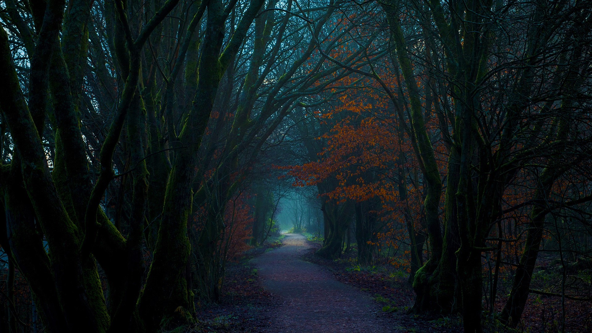 Autumn Forest Path Hd Wallpapers