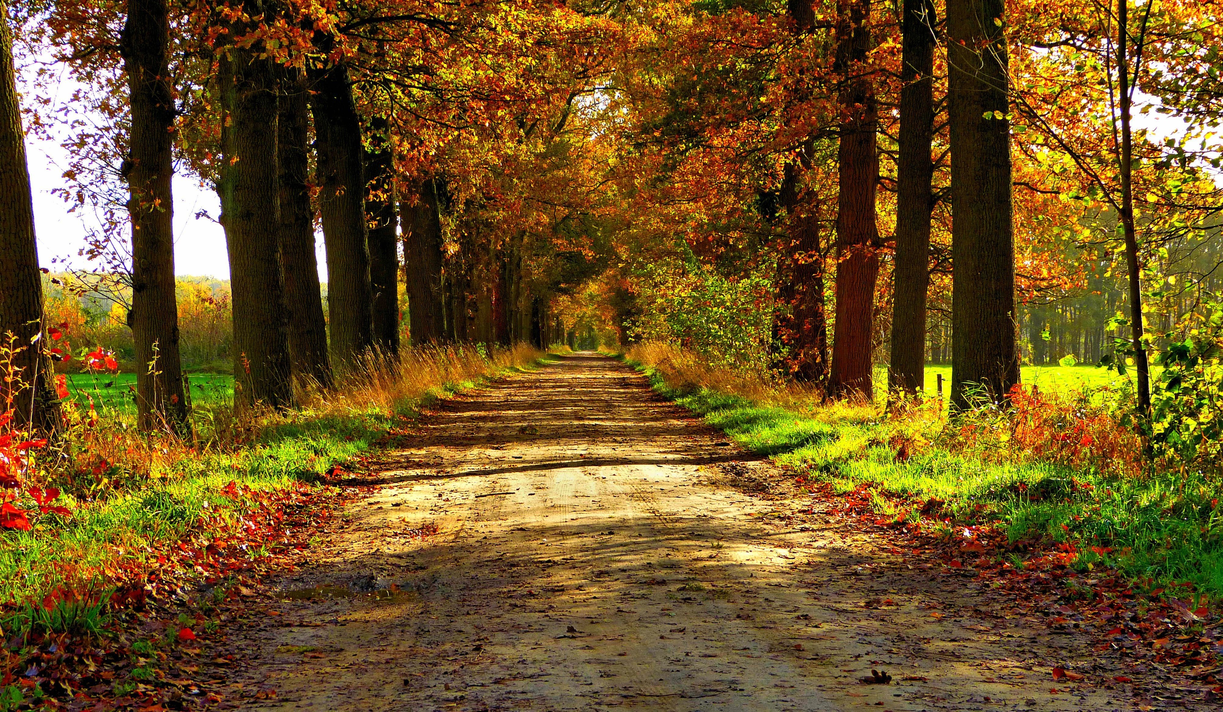 Autumn Forest Path Hd Wallpapers