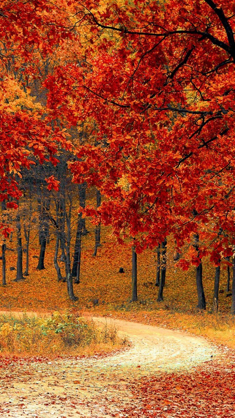 Autumn Hd Mobile Wallpapers