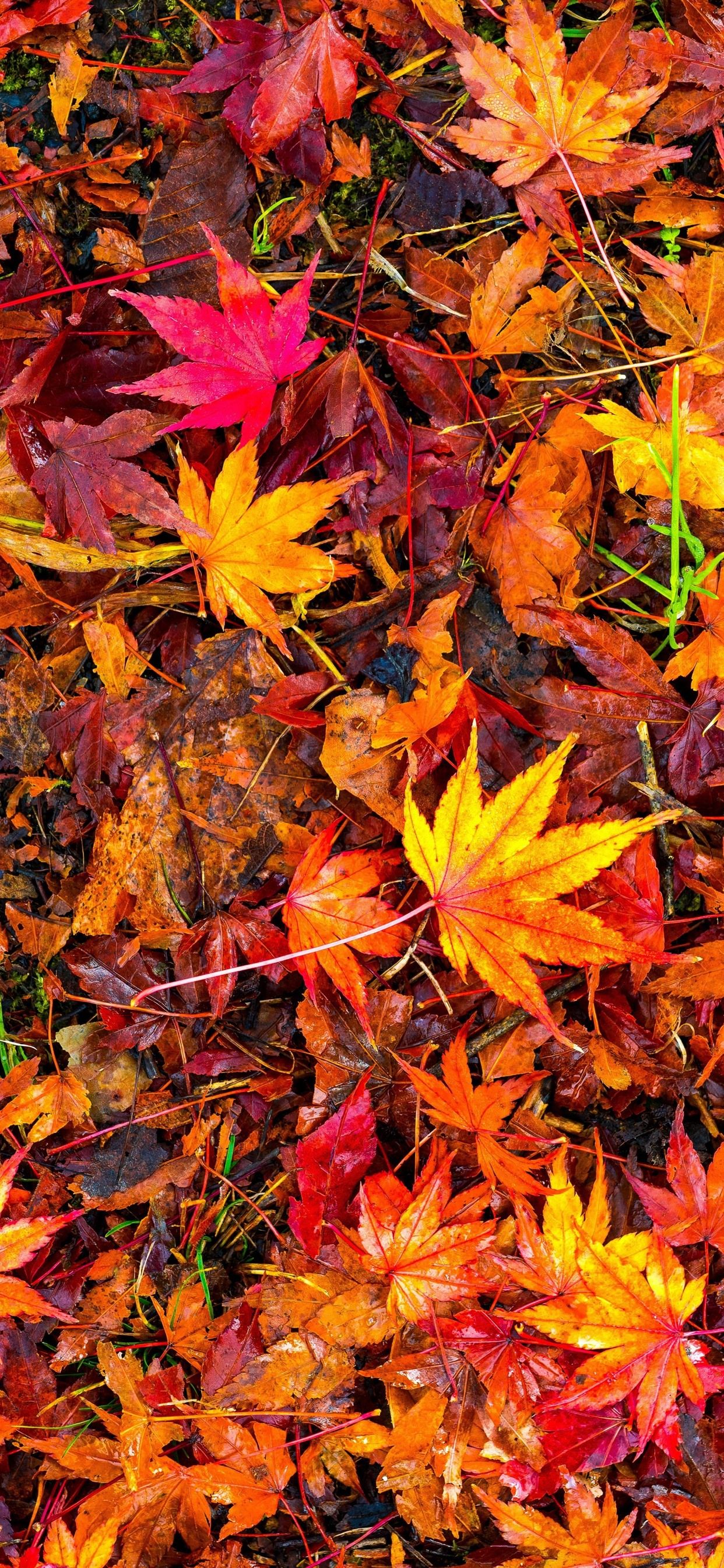 Autumn Iphone 11 Pro Max Wallpapers