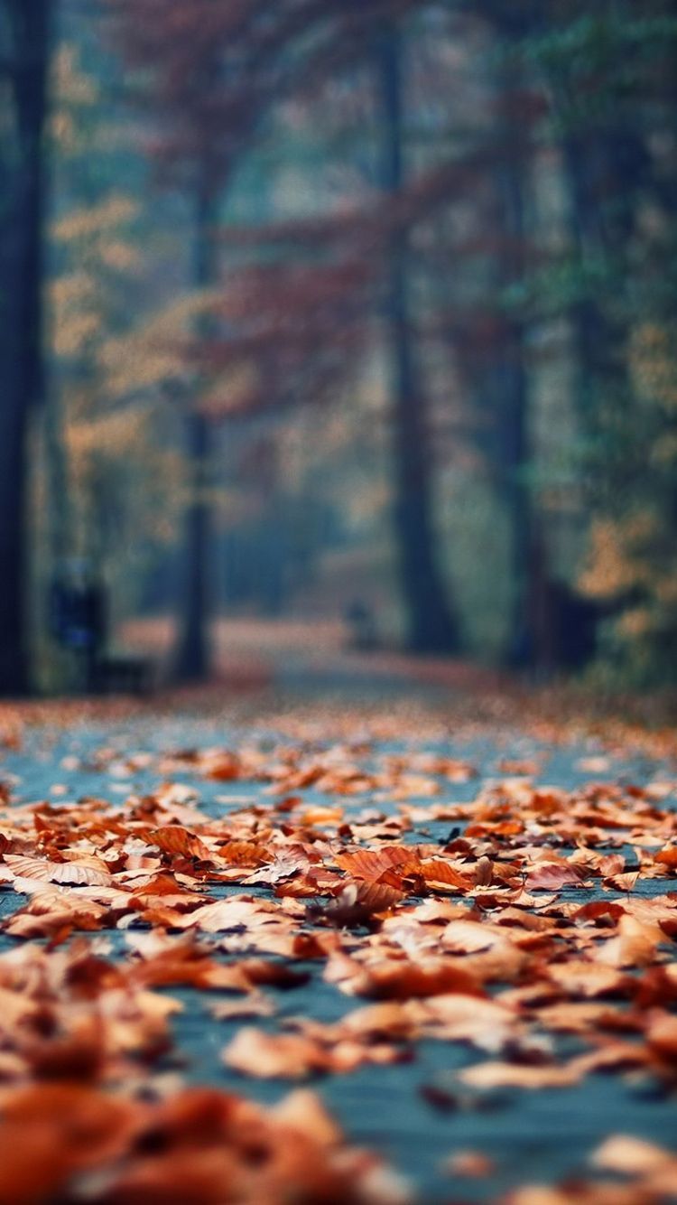 Autumn Iphone 11 Pro Max Wallpapers