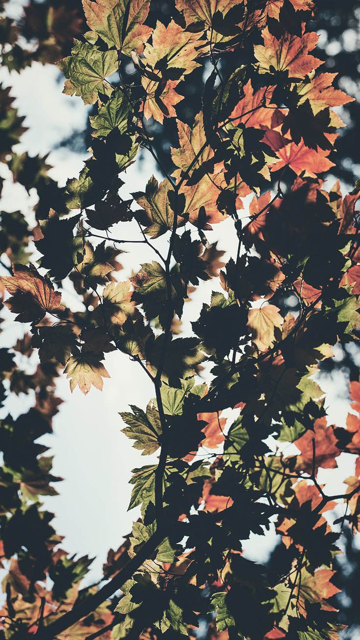 Autumn Iphone 11 Pro Max Wallpapers