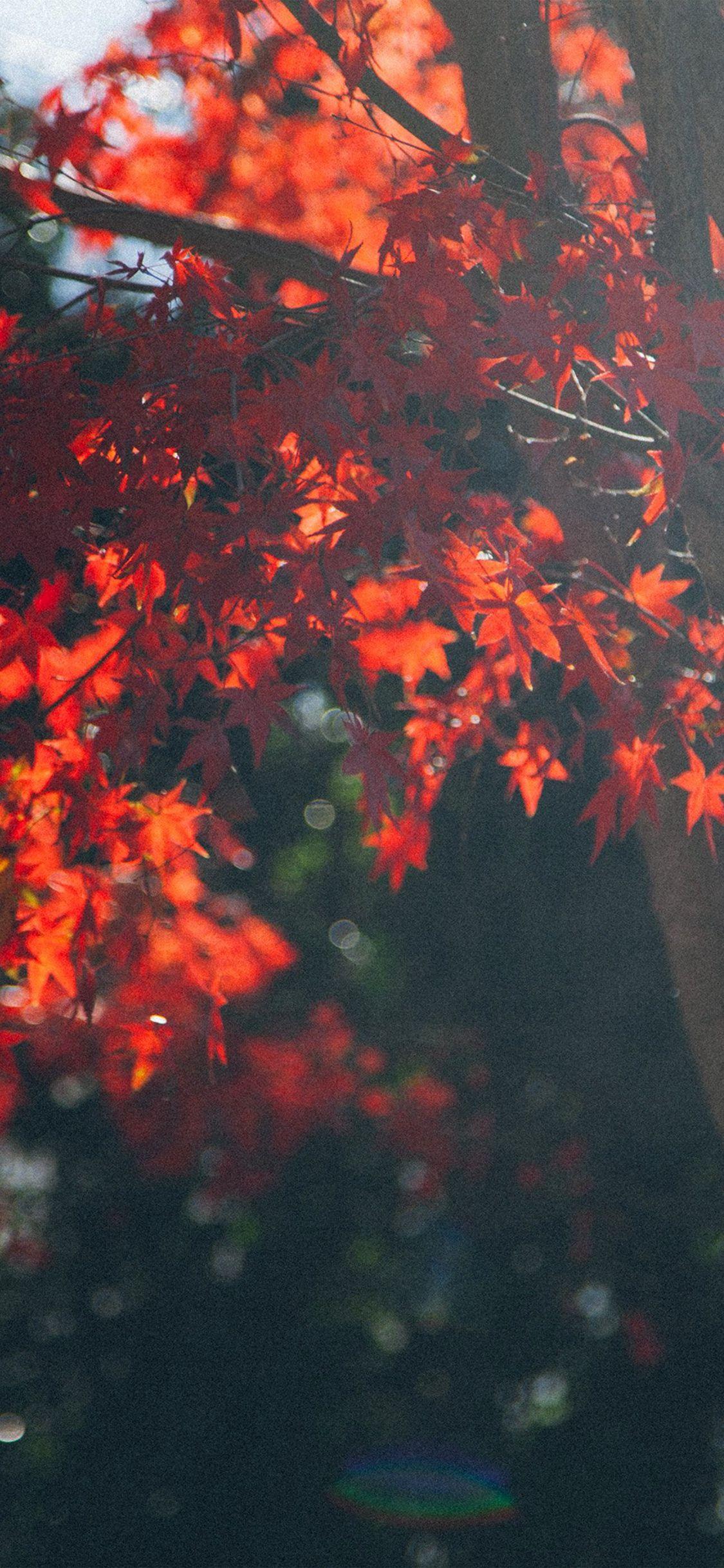 Autumn Iphone X Wallpapers