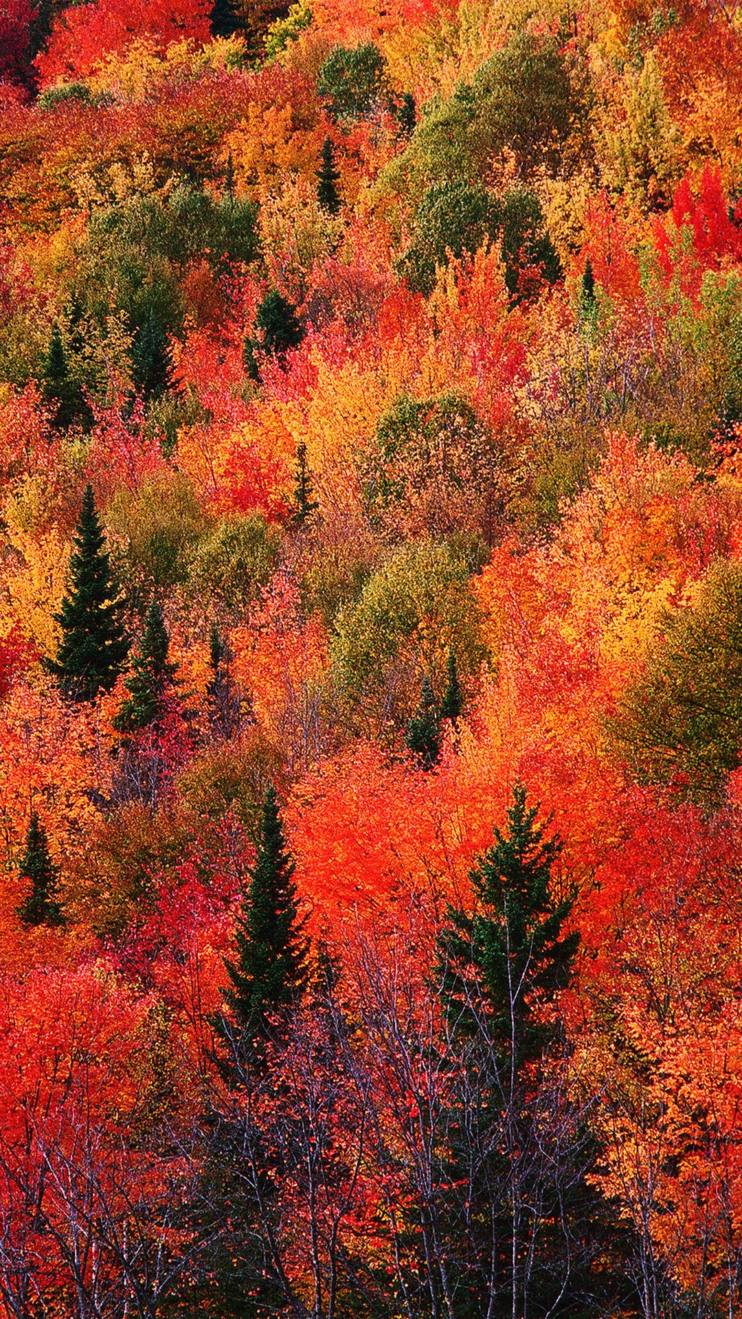 Autumn Iphone X Wallpapers