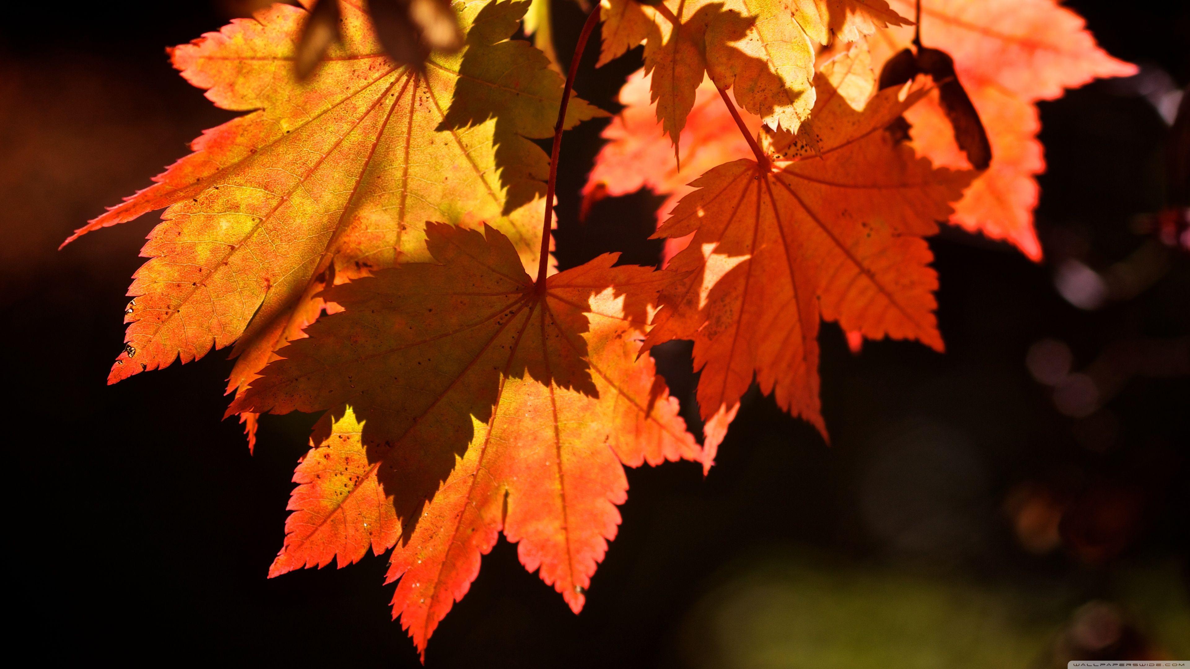 Autumn Leaves Hd Wallpapers