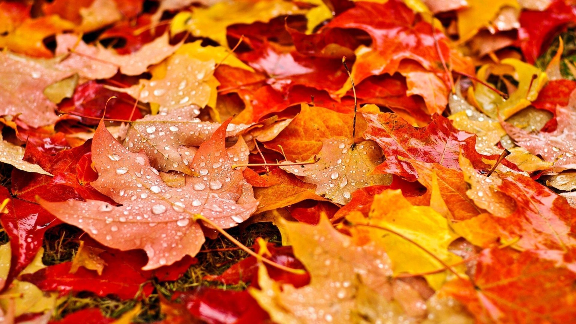 Autumn Leaves Hd Wallpapers