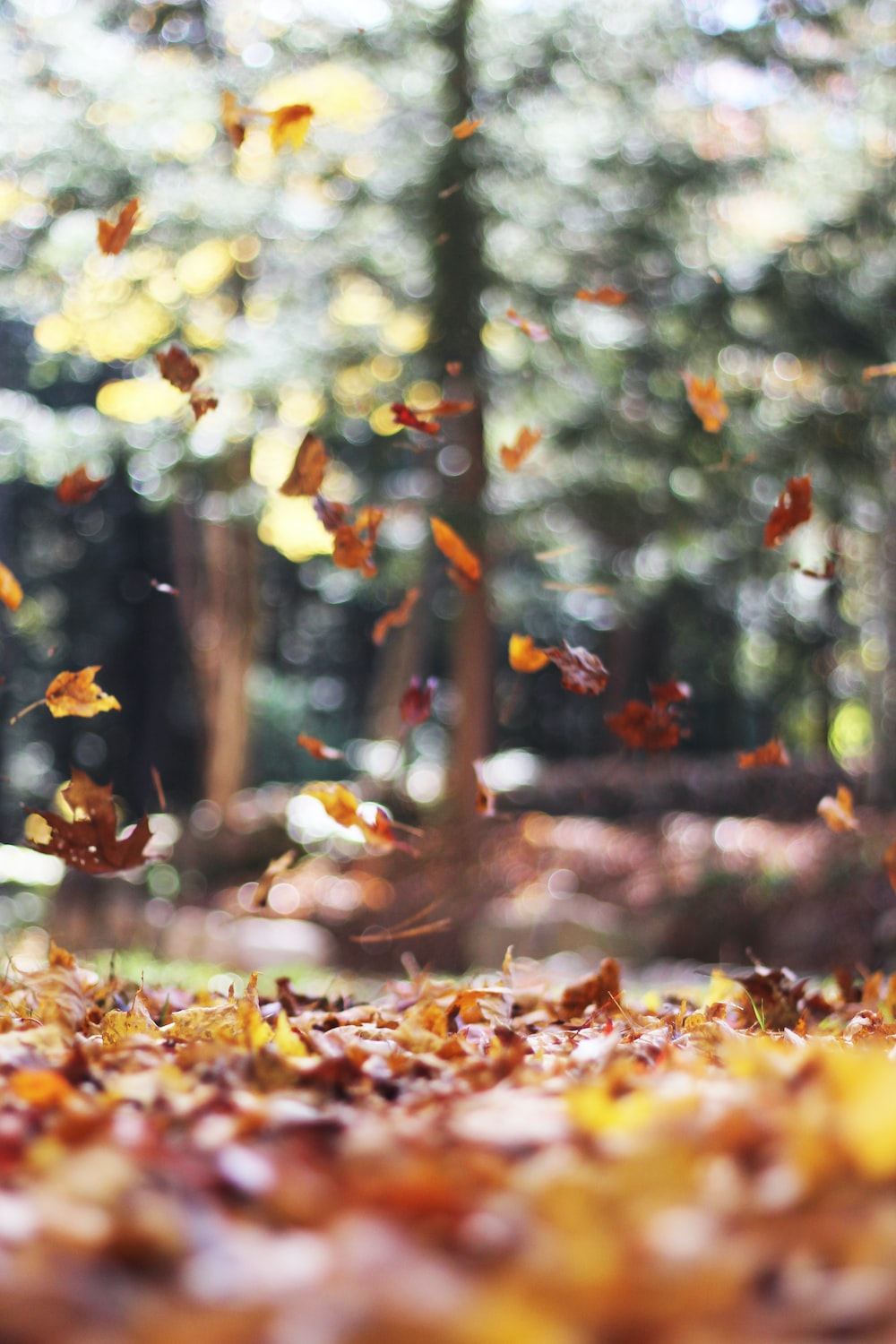 Autumn Leaves Hd Wallpapers