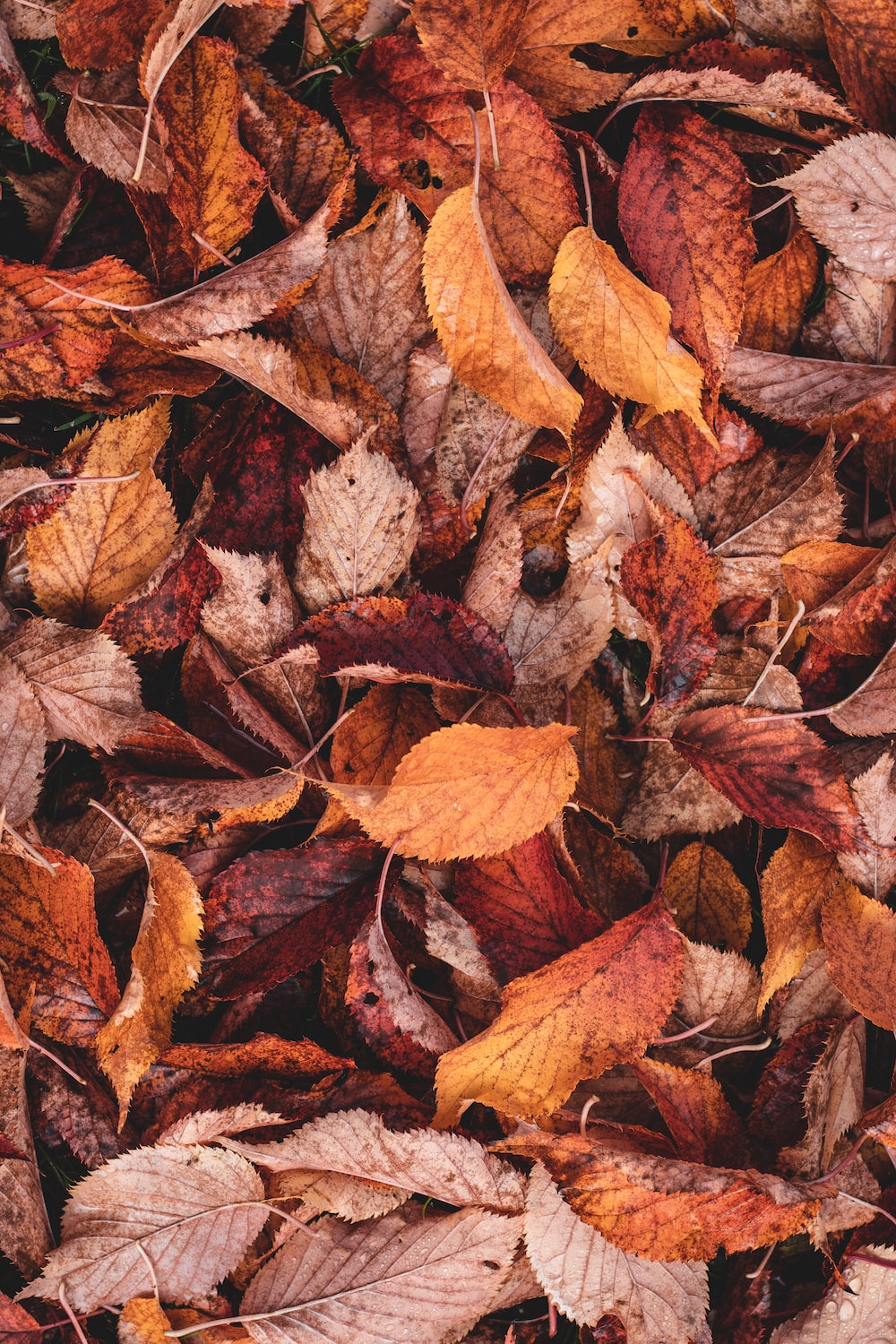 Autumn Leaves Hd Wallpapers