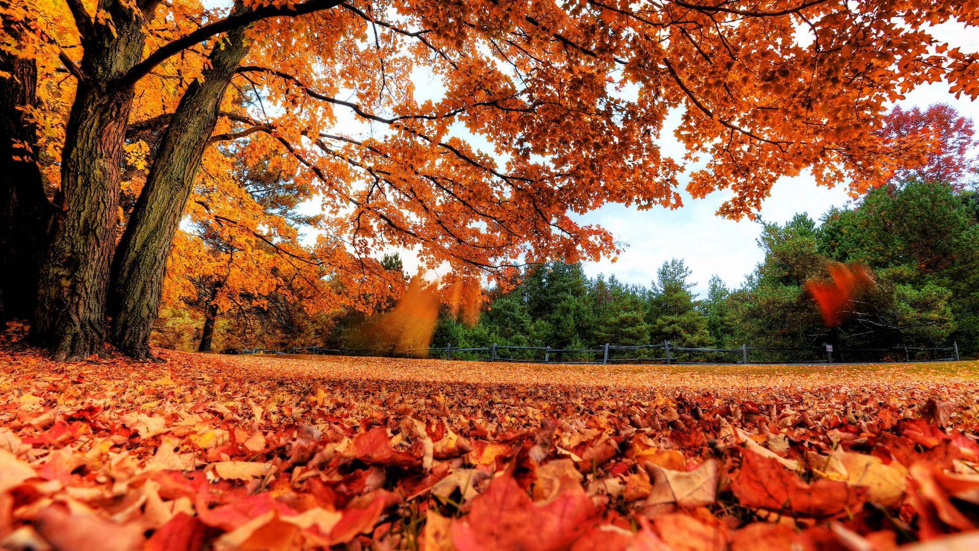 Autumn Leaves Hd Wallpapers