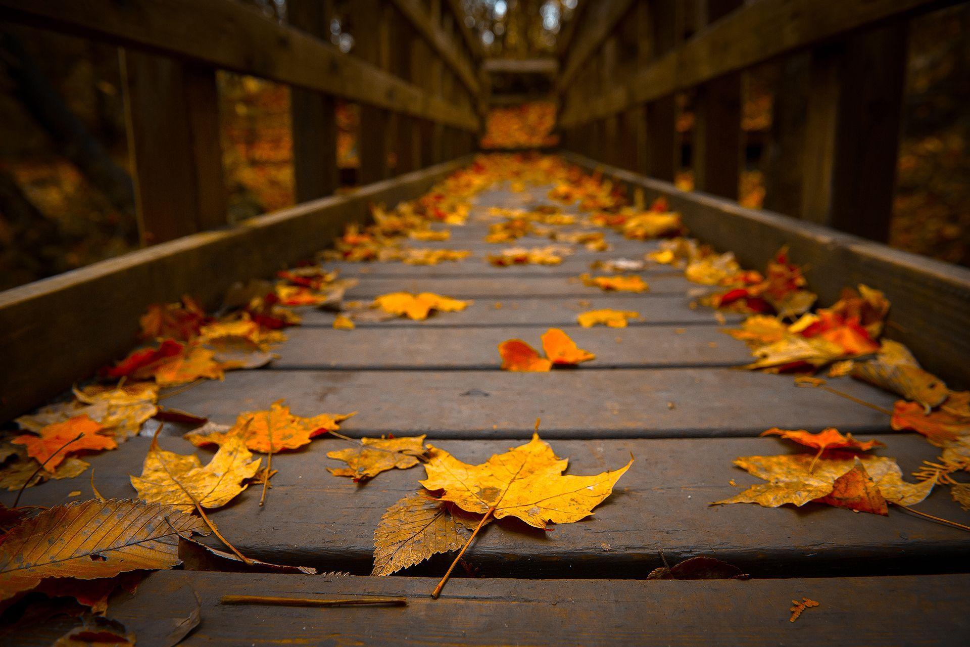 Autumn Leaves Hd Wallpapers