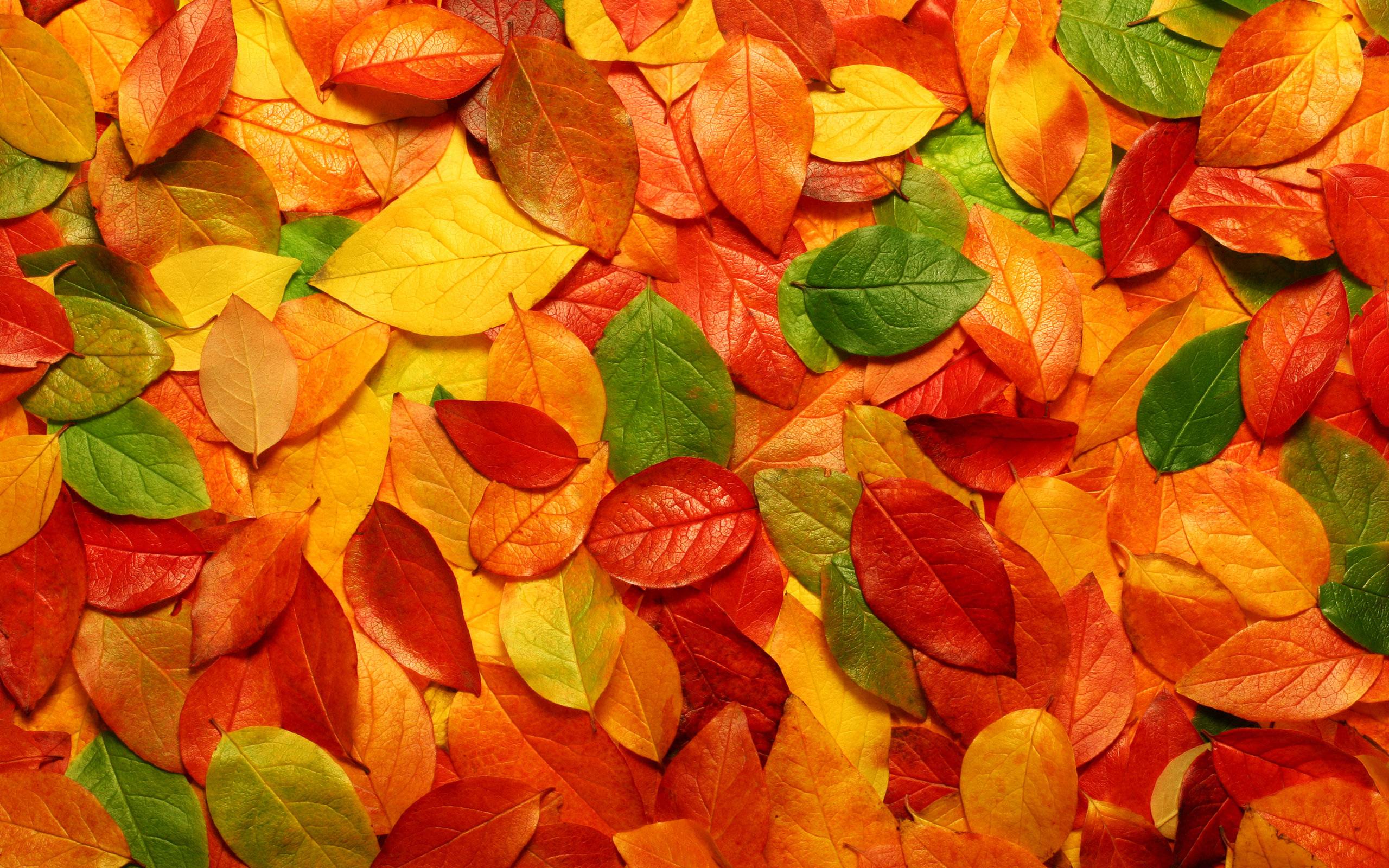 Autumn Leaves Hd Wallpapers