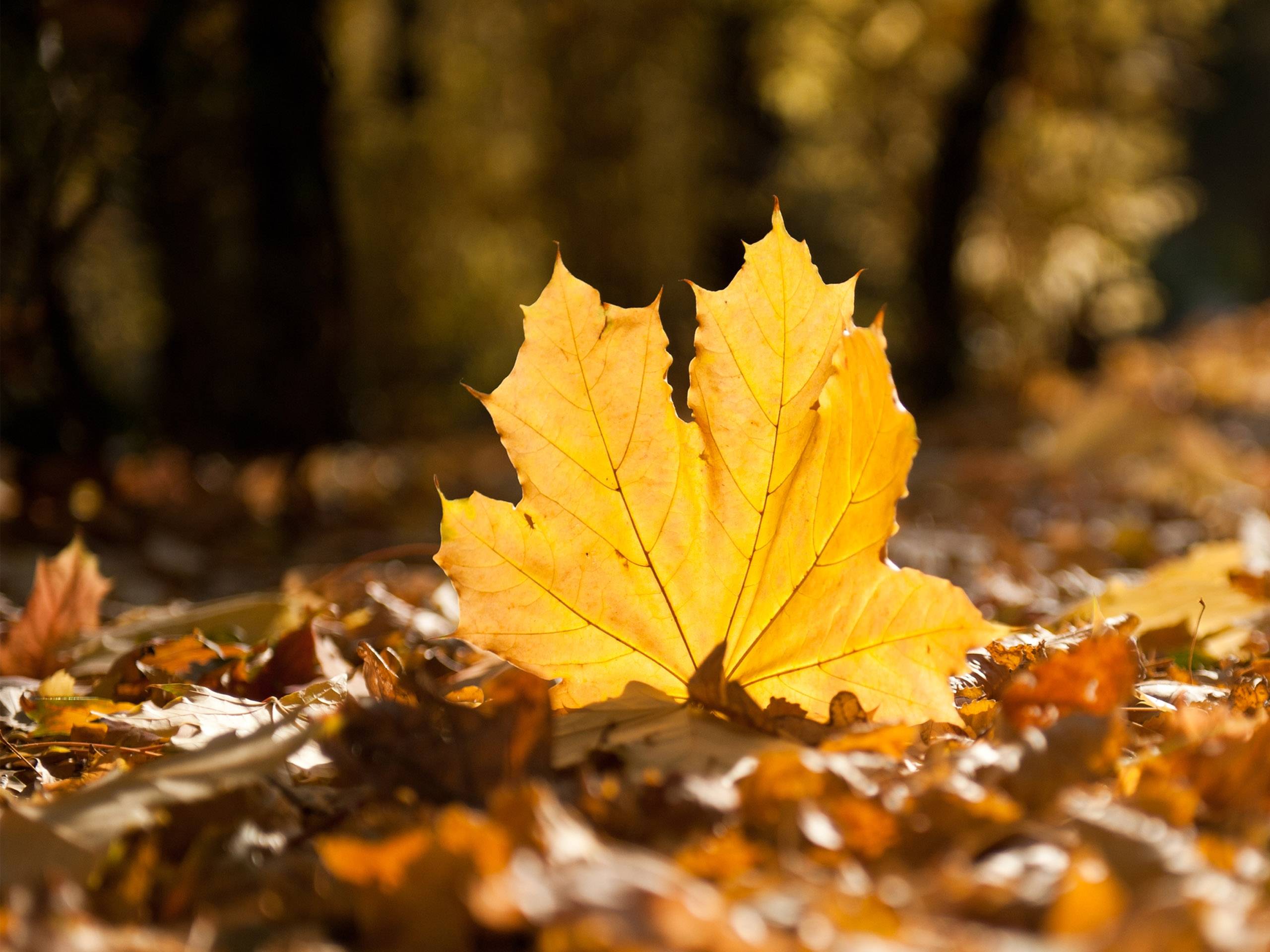 Autumn Leaves Hd Wallpapers