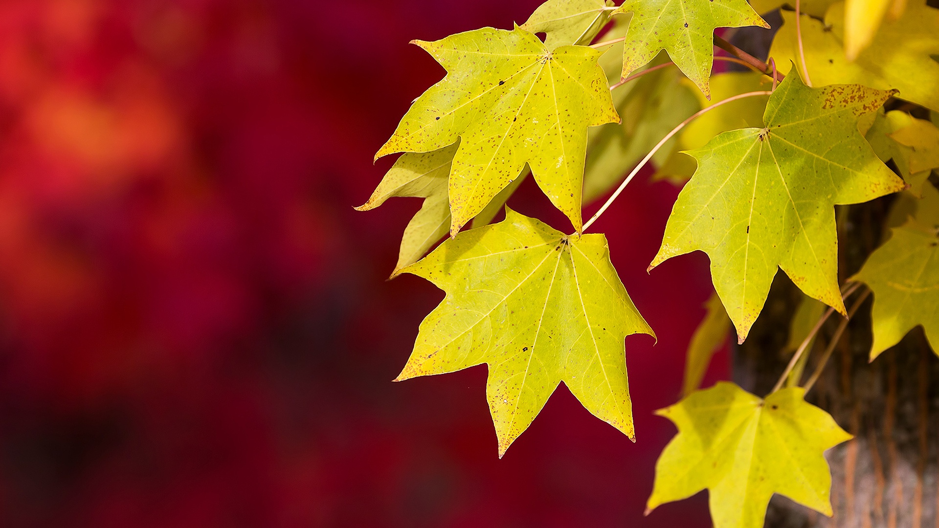 Autumn Leaves Hd Wallpapers